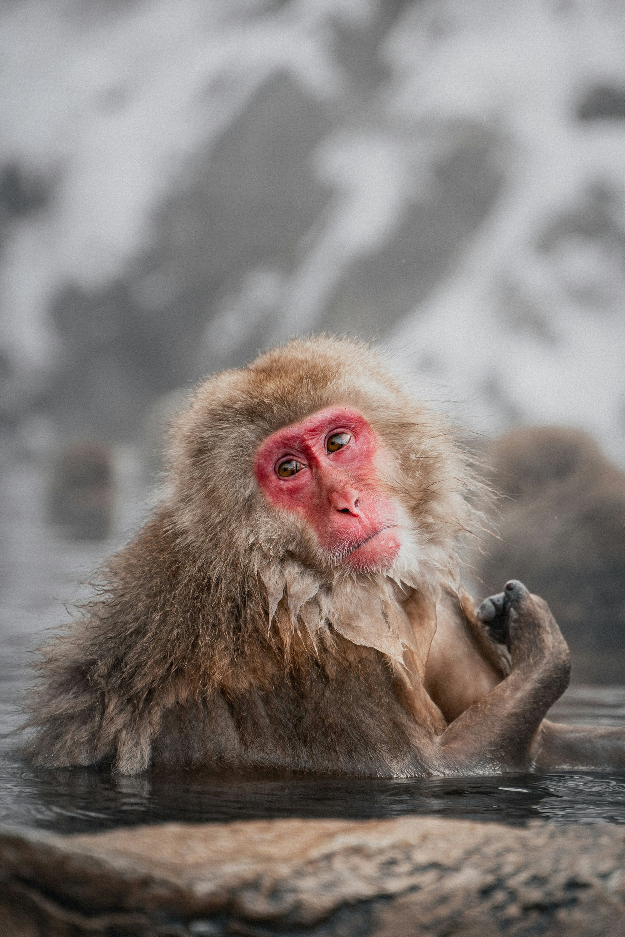 A monkey sitting in a body of water