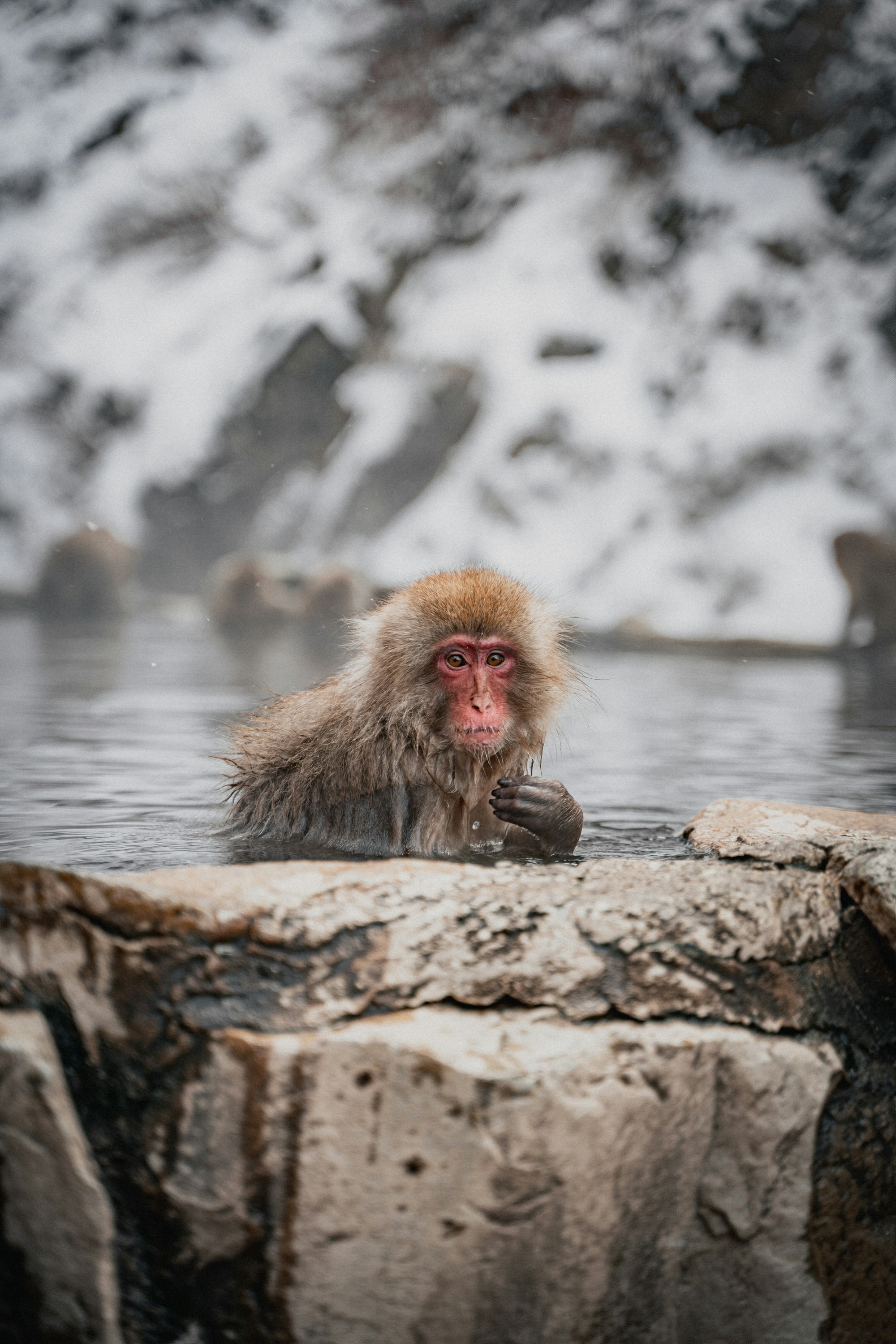 A monkey is sitting in the water near a rock