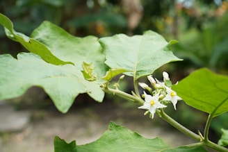 A close up of a plant with leaves and flowers