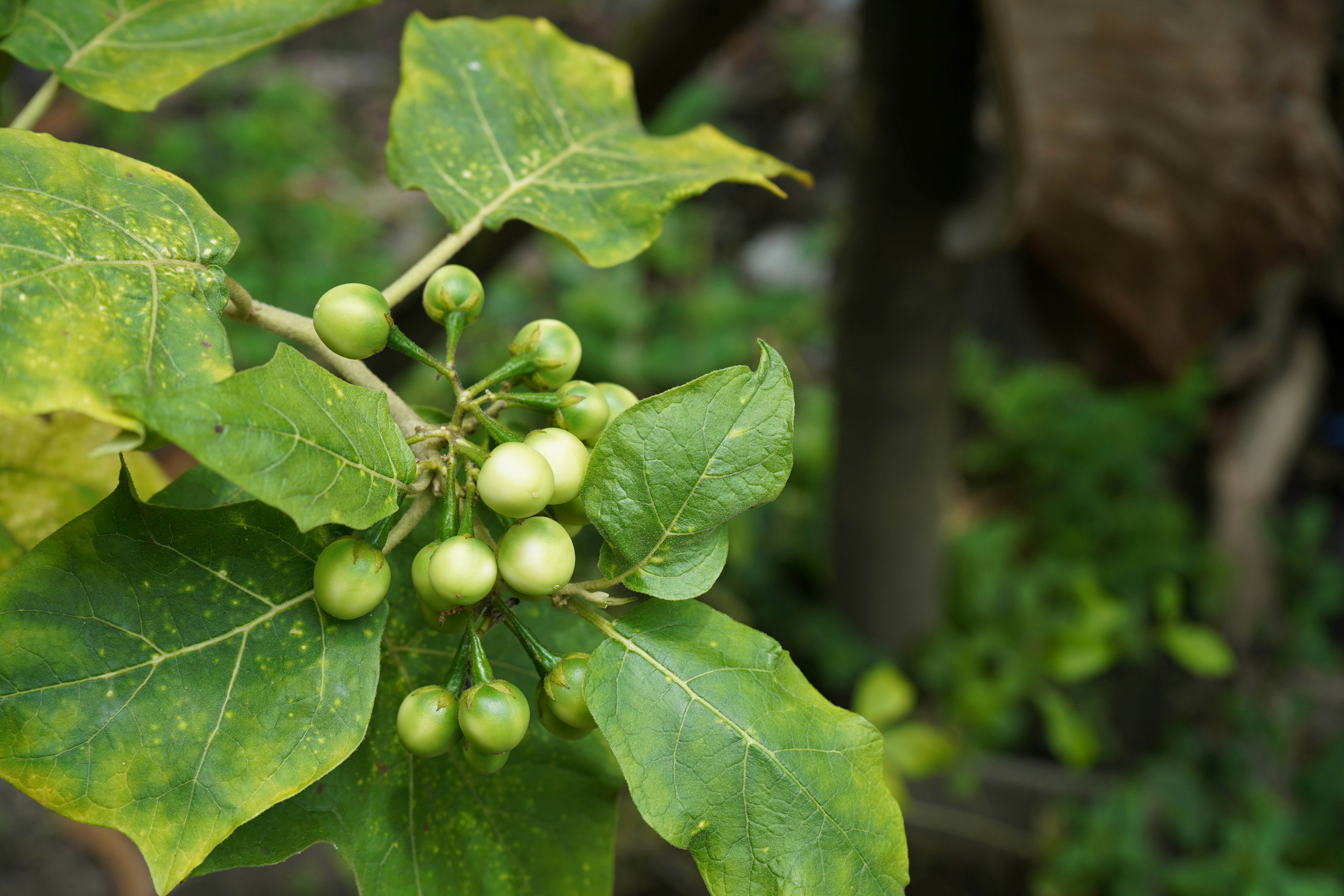 Um close up de uma planta com folhas verdes