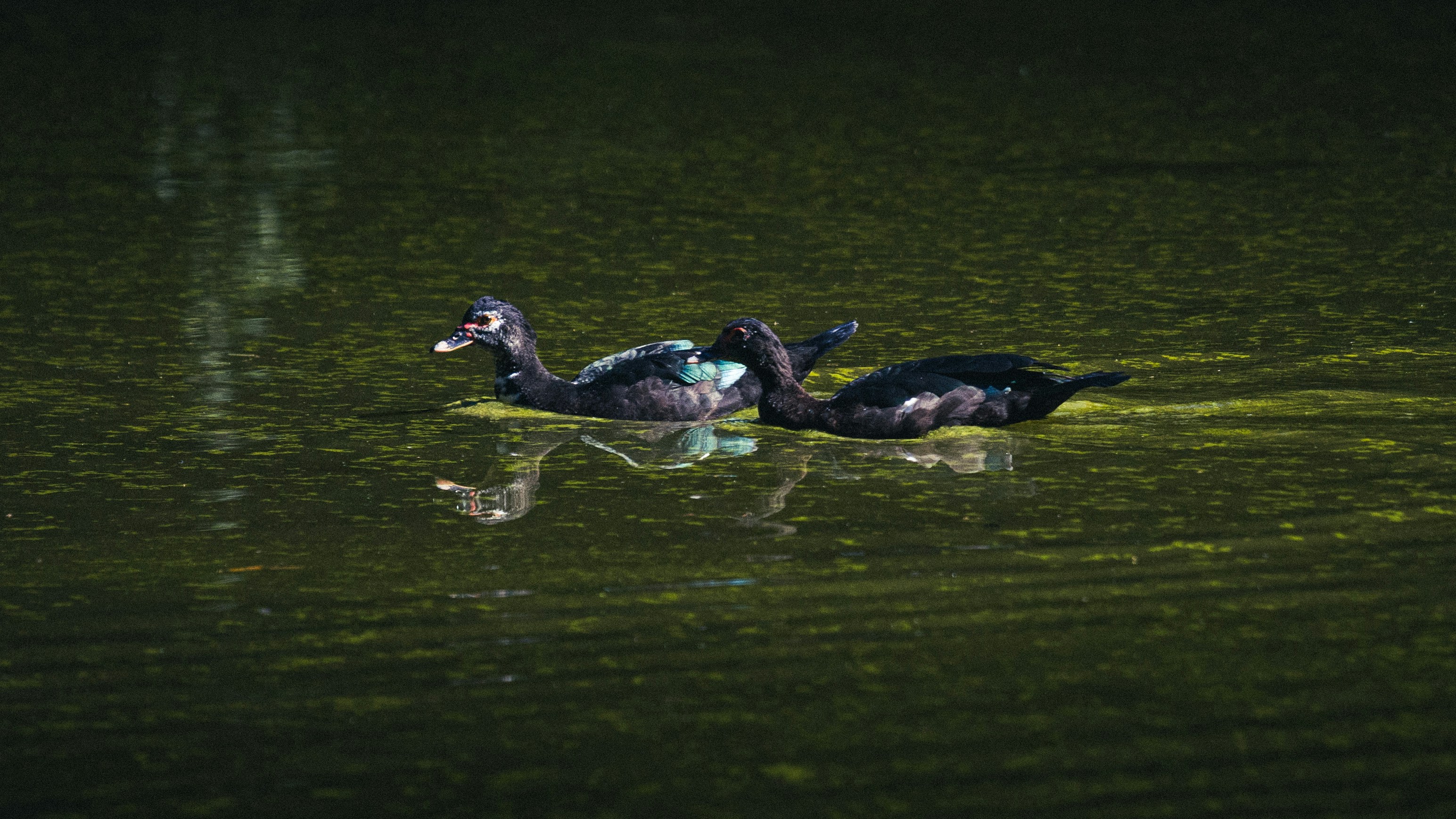A couple of ducks floating on top of a lake