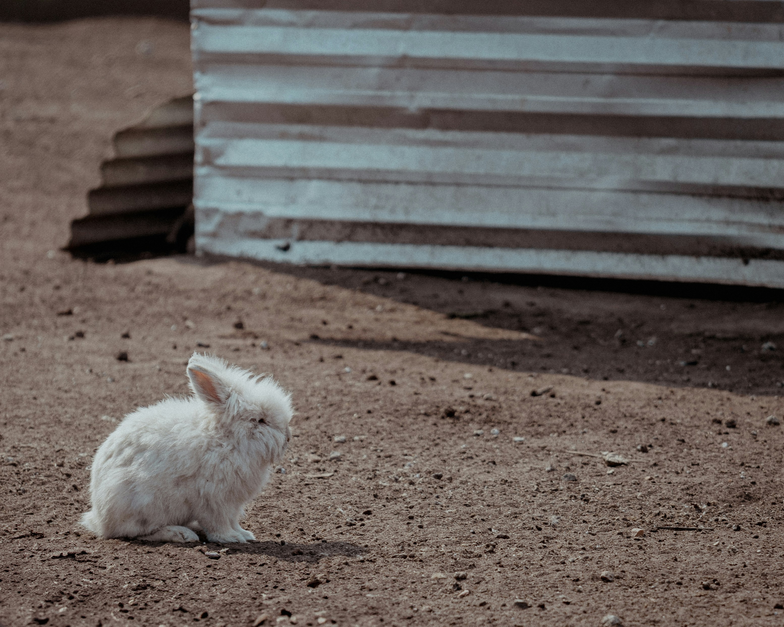 Tennessee Redback Rabbits