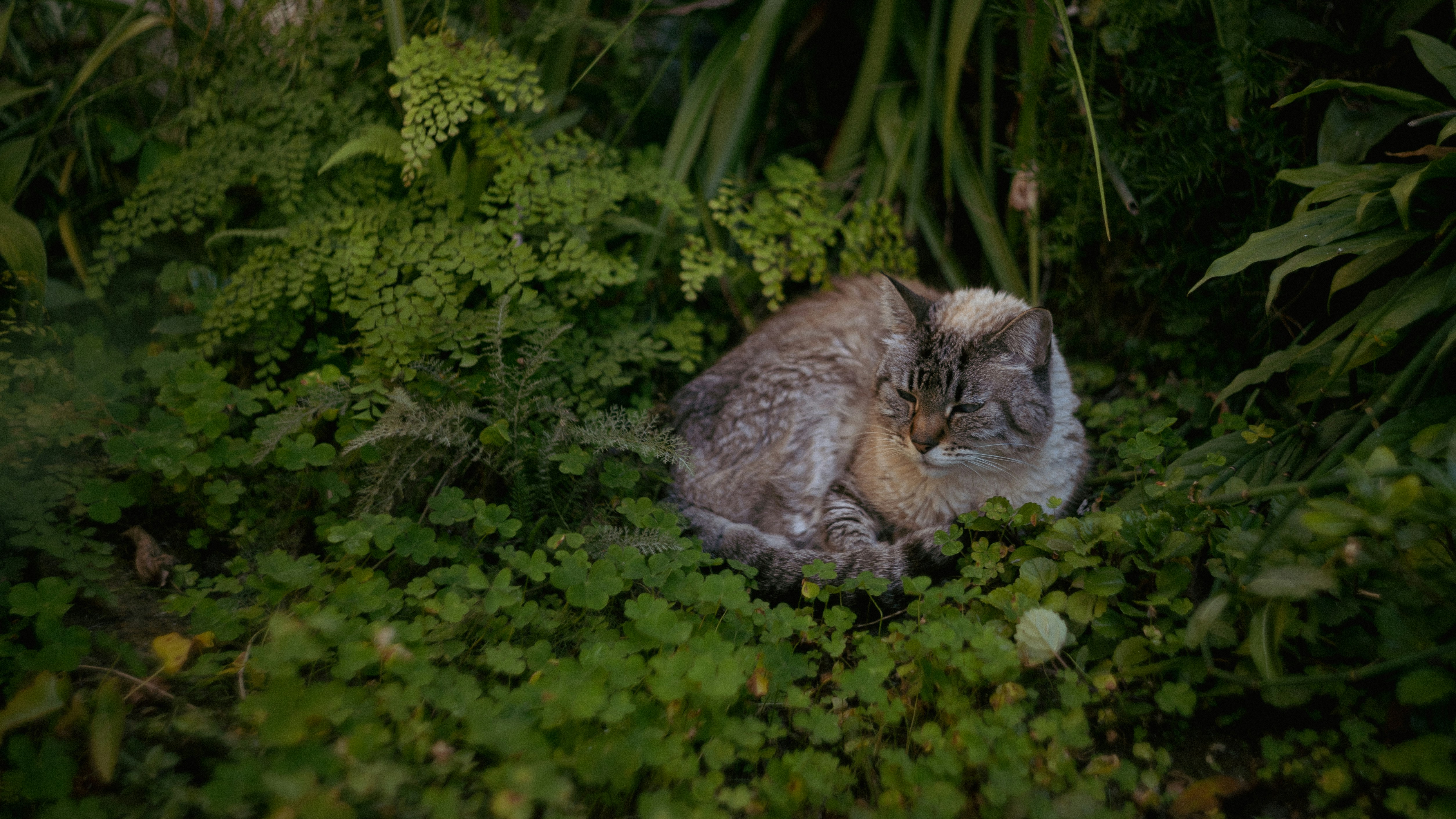 A cat that is sitting in the grass
