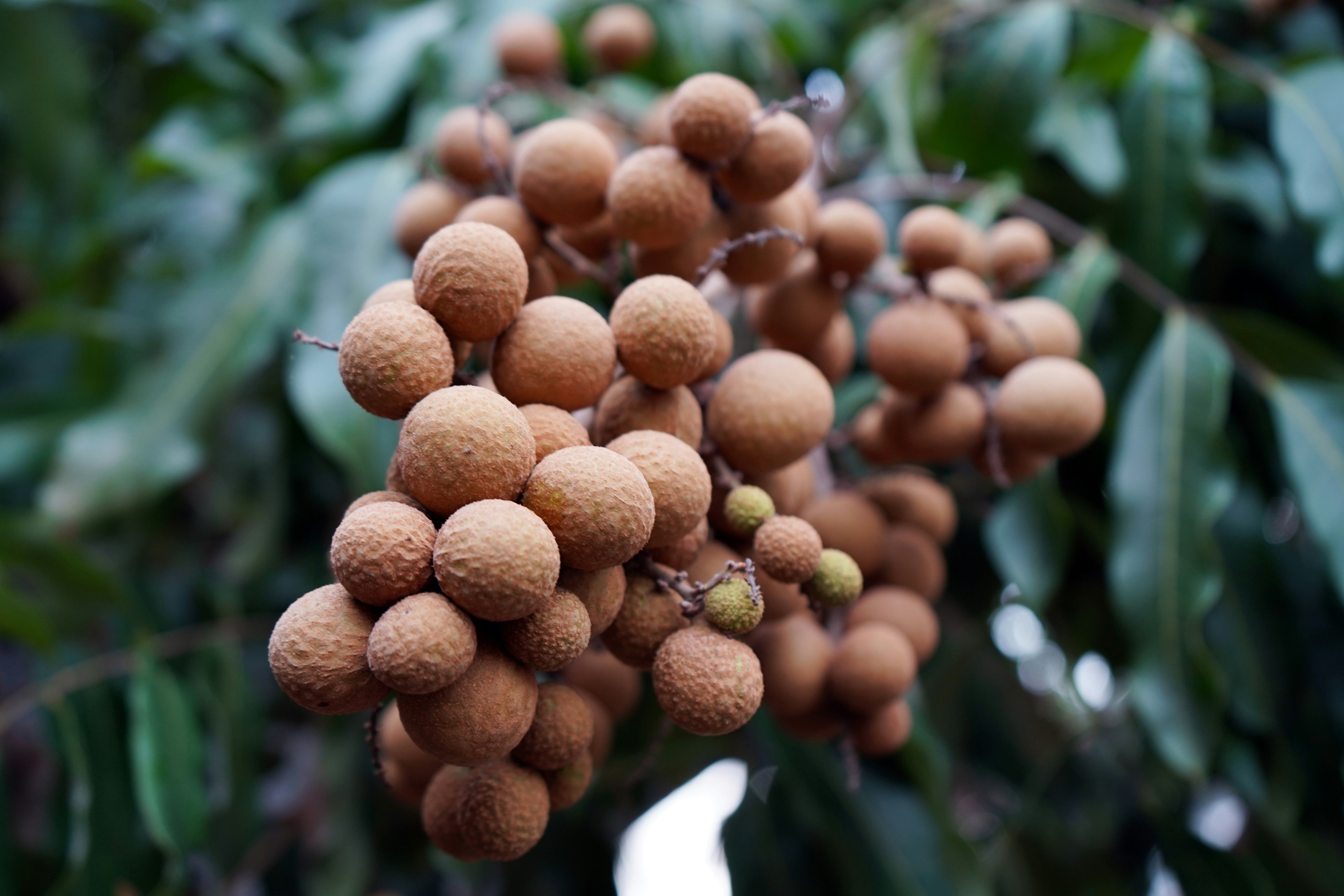 Seikat buah tergantung di pohon