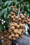 A bunch of fruit hanging from a tree