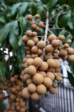 A bunch of fruit hanging from a tree