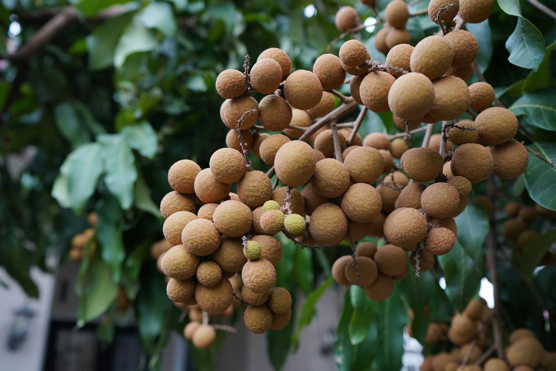 A bunch of fruit hanging from a tree