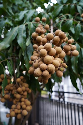A bunch of fruit hanging from a tree