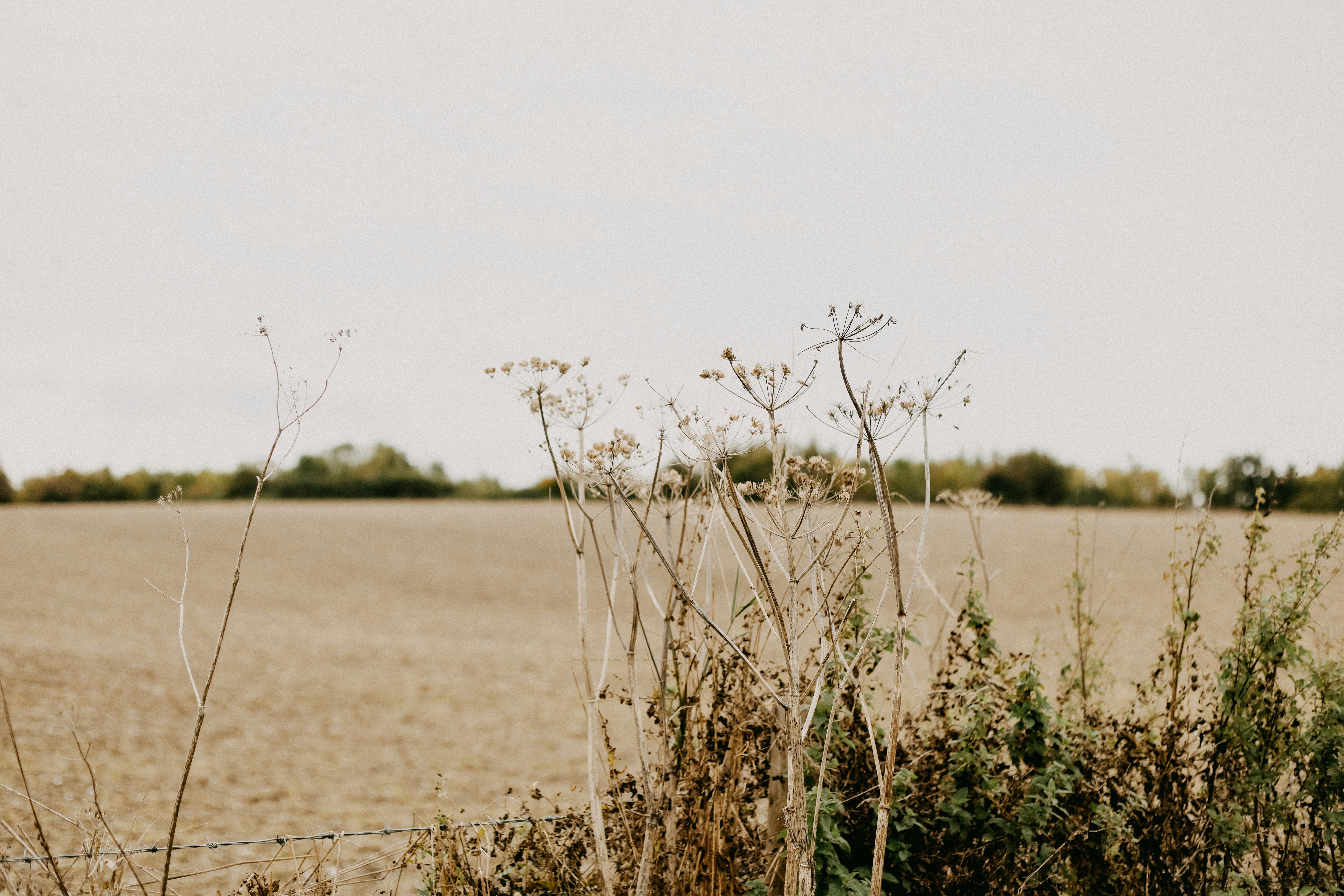 A field with weeds and a fence in the foreground