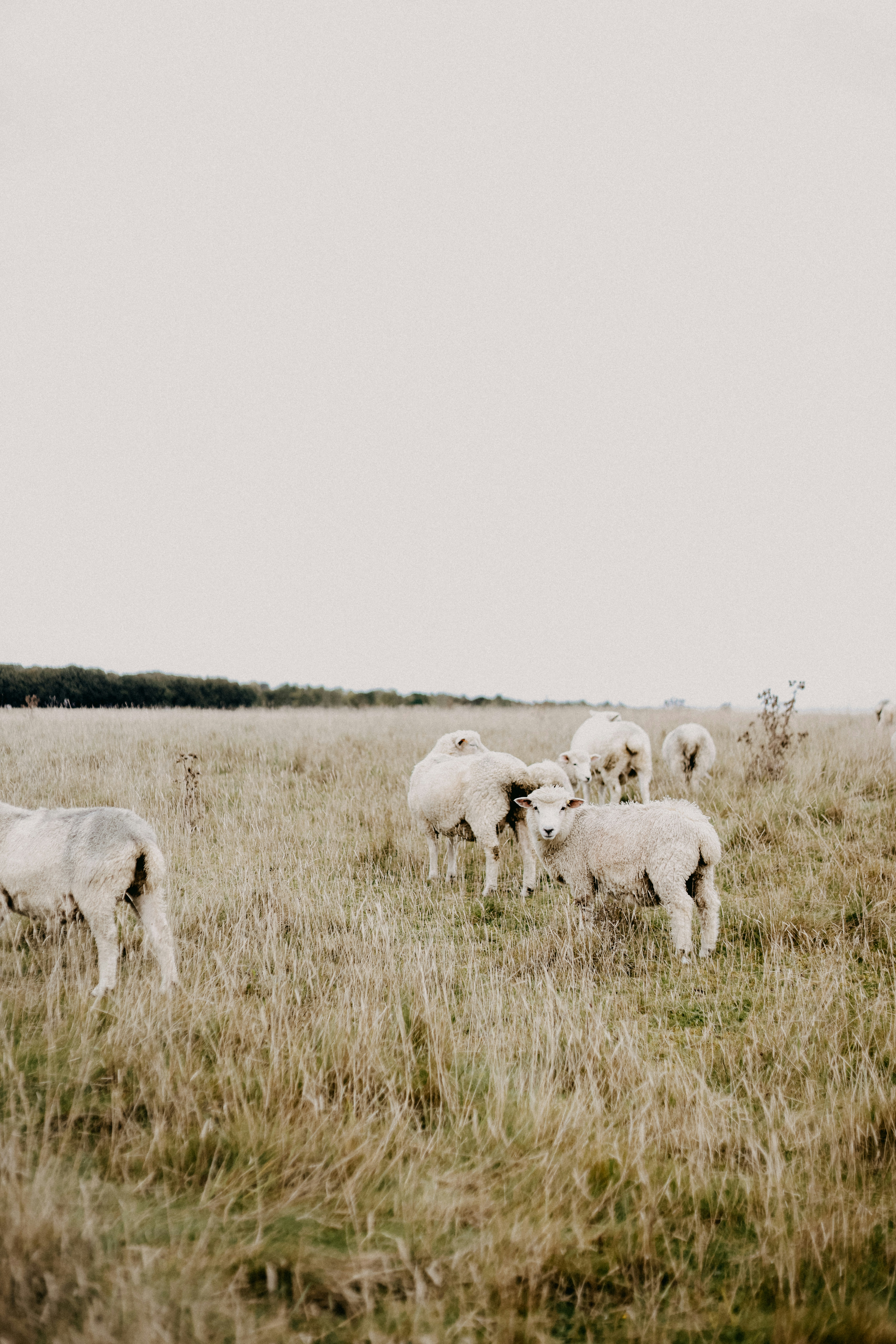 A herd of sheep standing on top of a grass covered field
