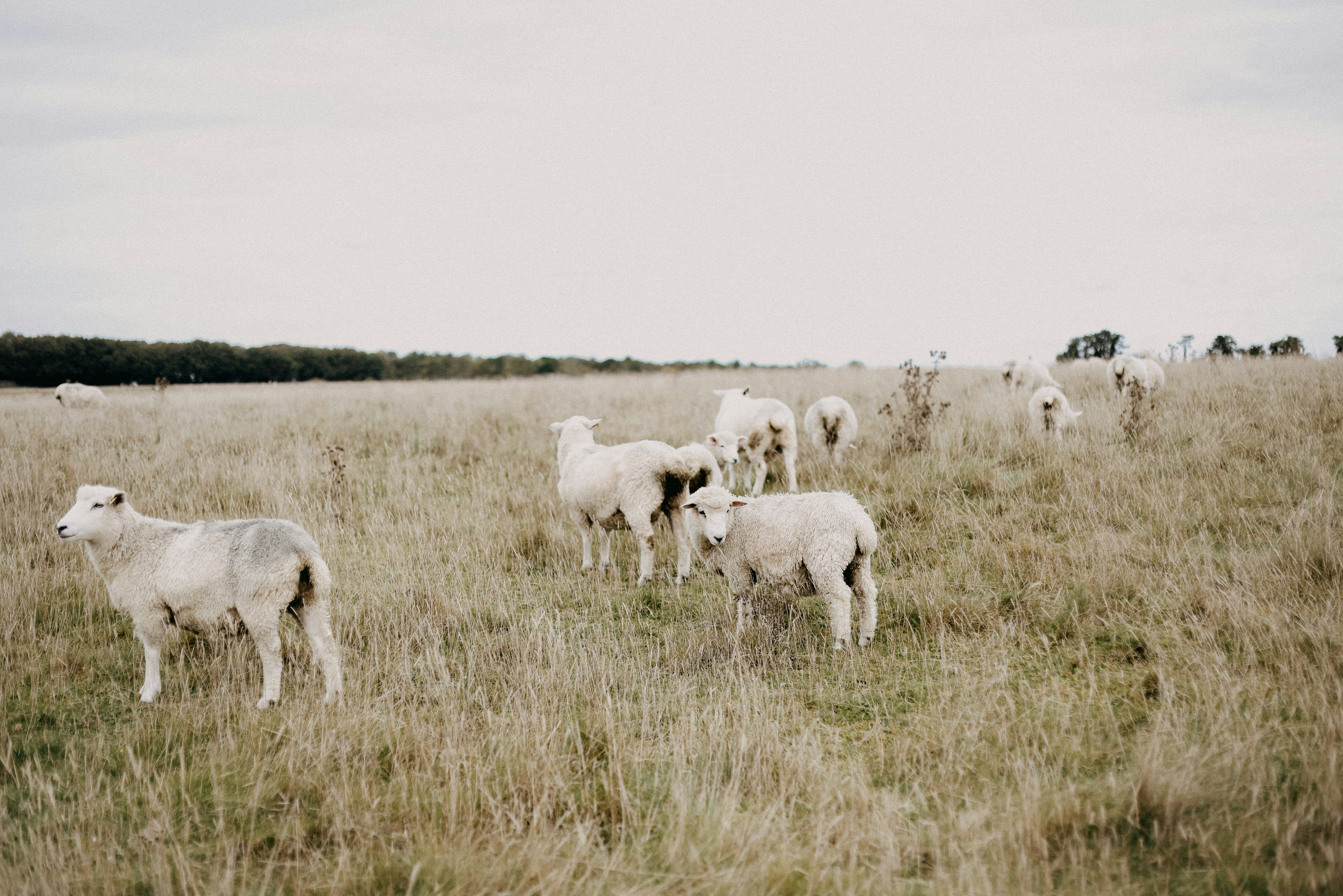 A herd of sheep standing on top of a grass covered field
