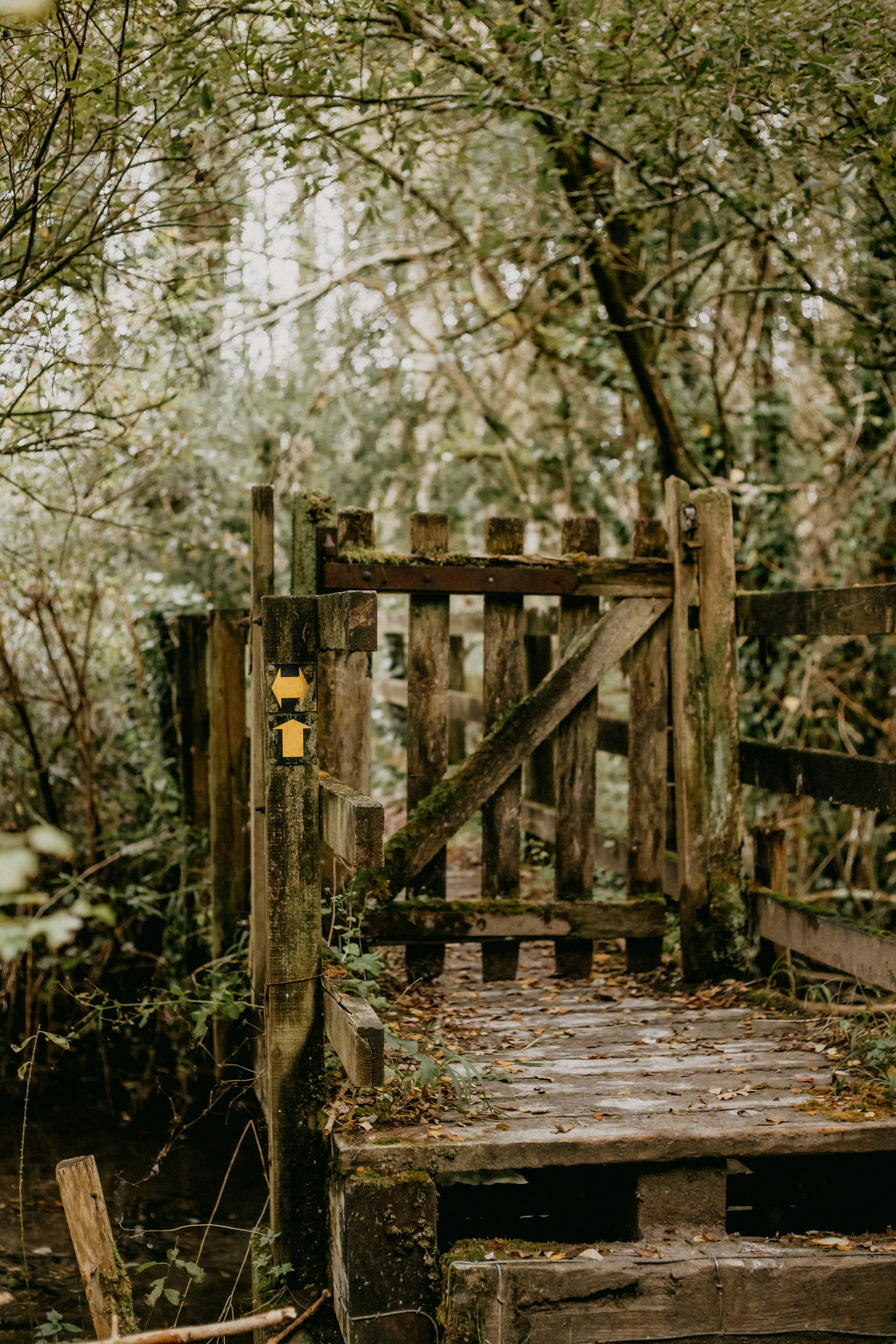 A wooden bridge in the middle of a forest