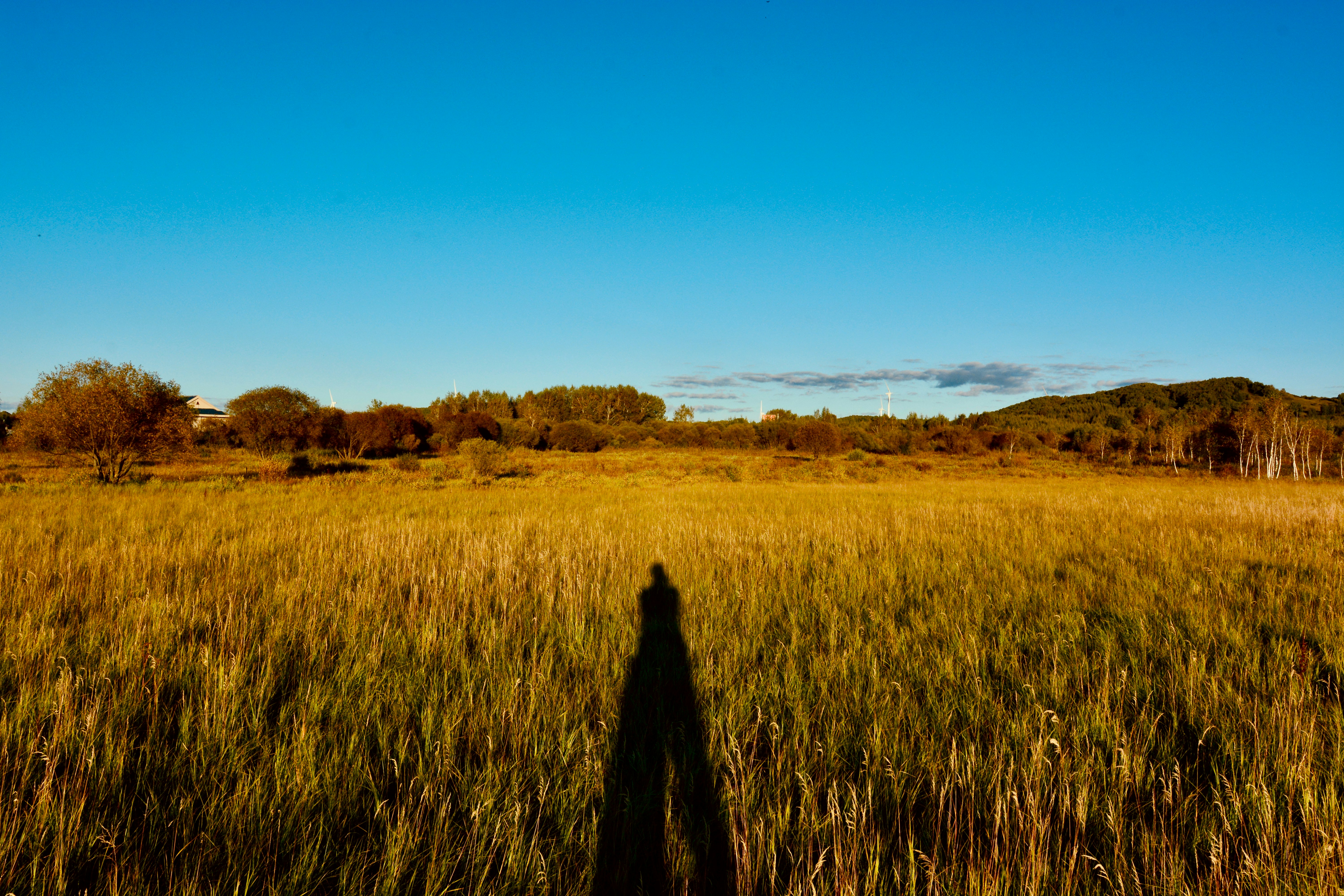 A shadow of a person standing in a field