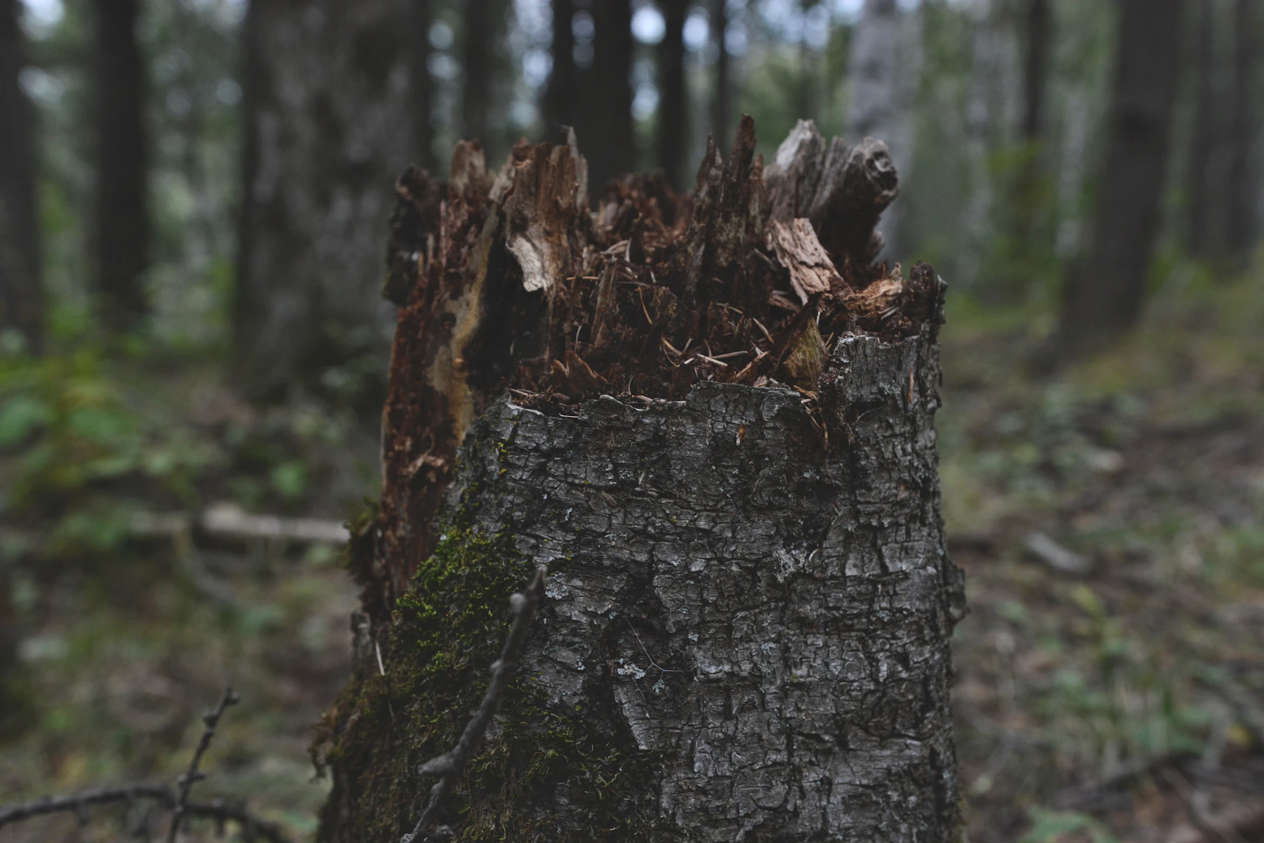 Cut tree stump in a wooded setting