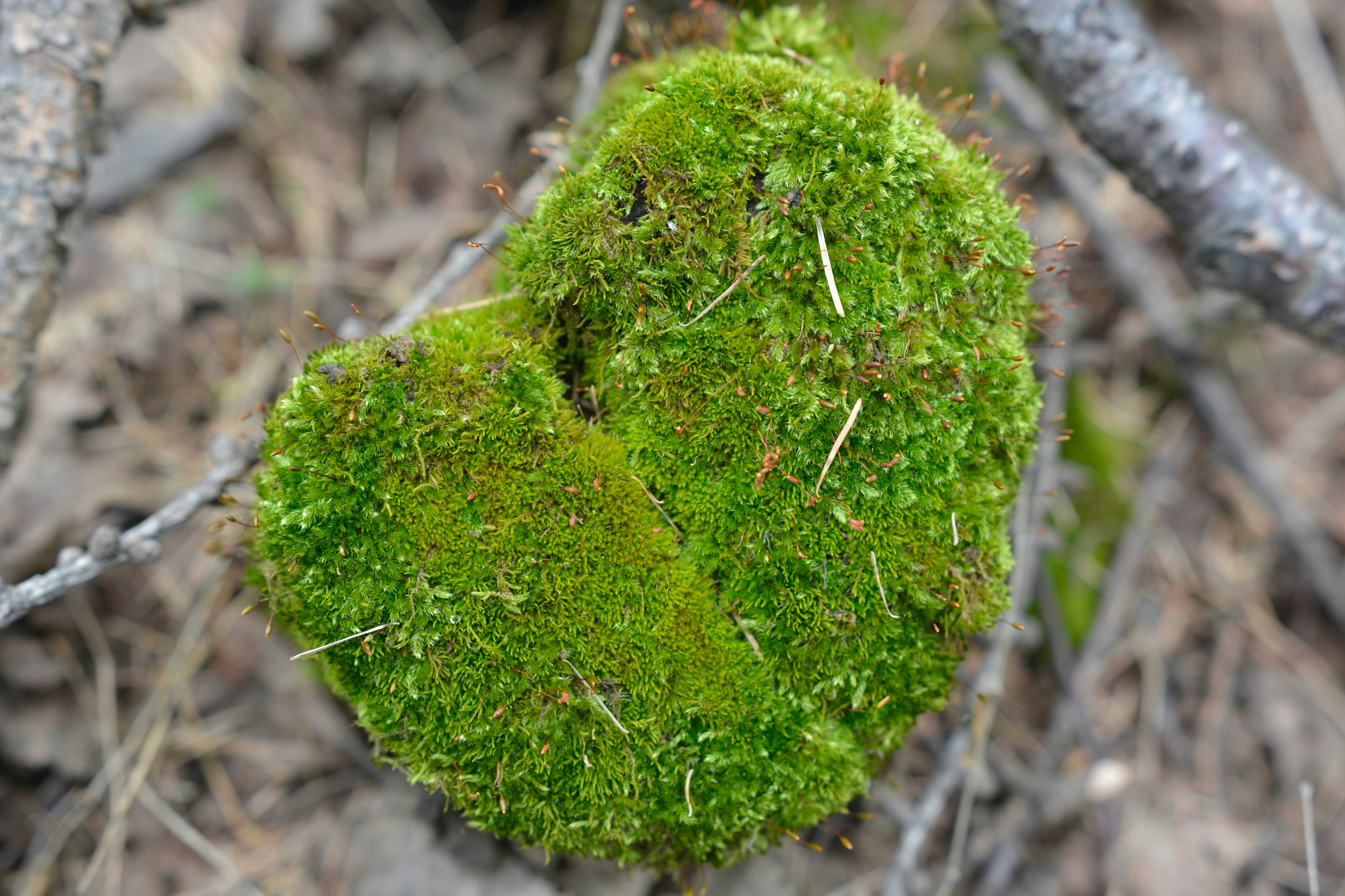 A moss covered rock in the middle of a forest