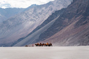 A group of people riding horses in the desert