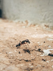 A large ant ant walking across a dirt road