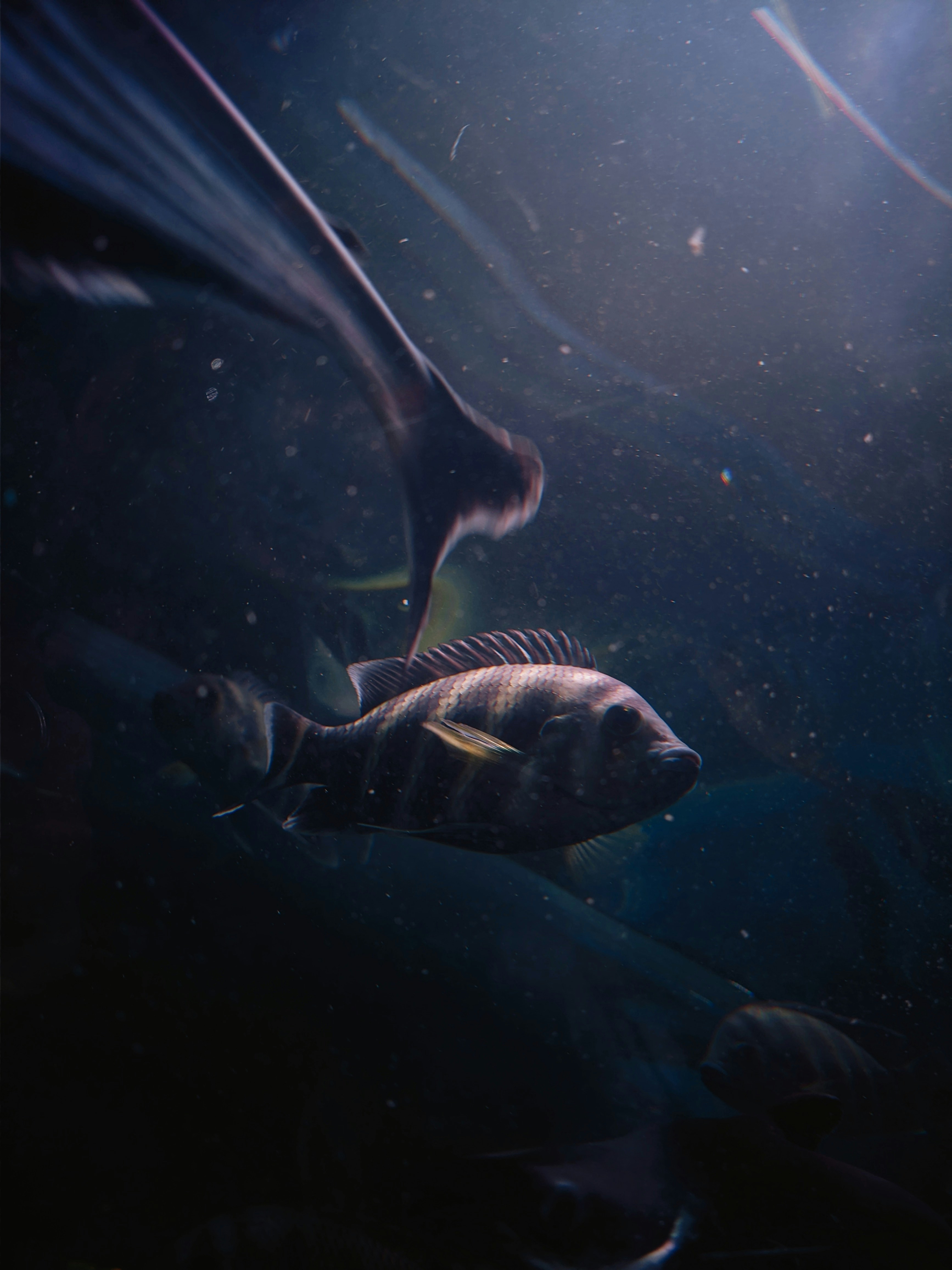 Sekelompok ikan berenang di laut