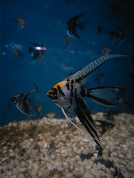 A large group of fish swimming in an aquarium