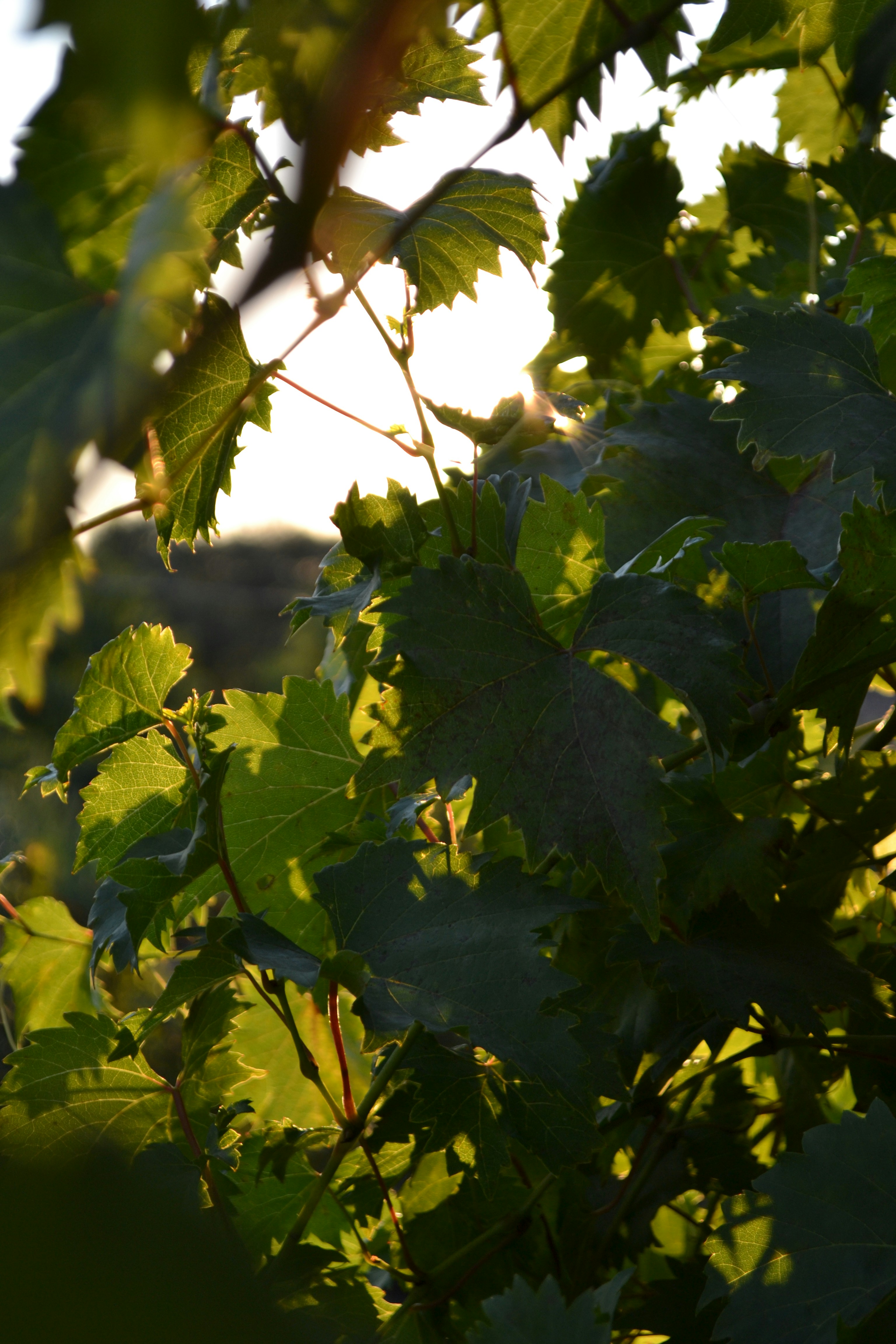 Photo by yuliiabarabash