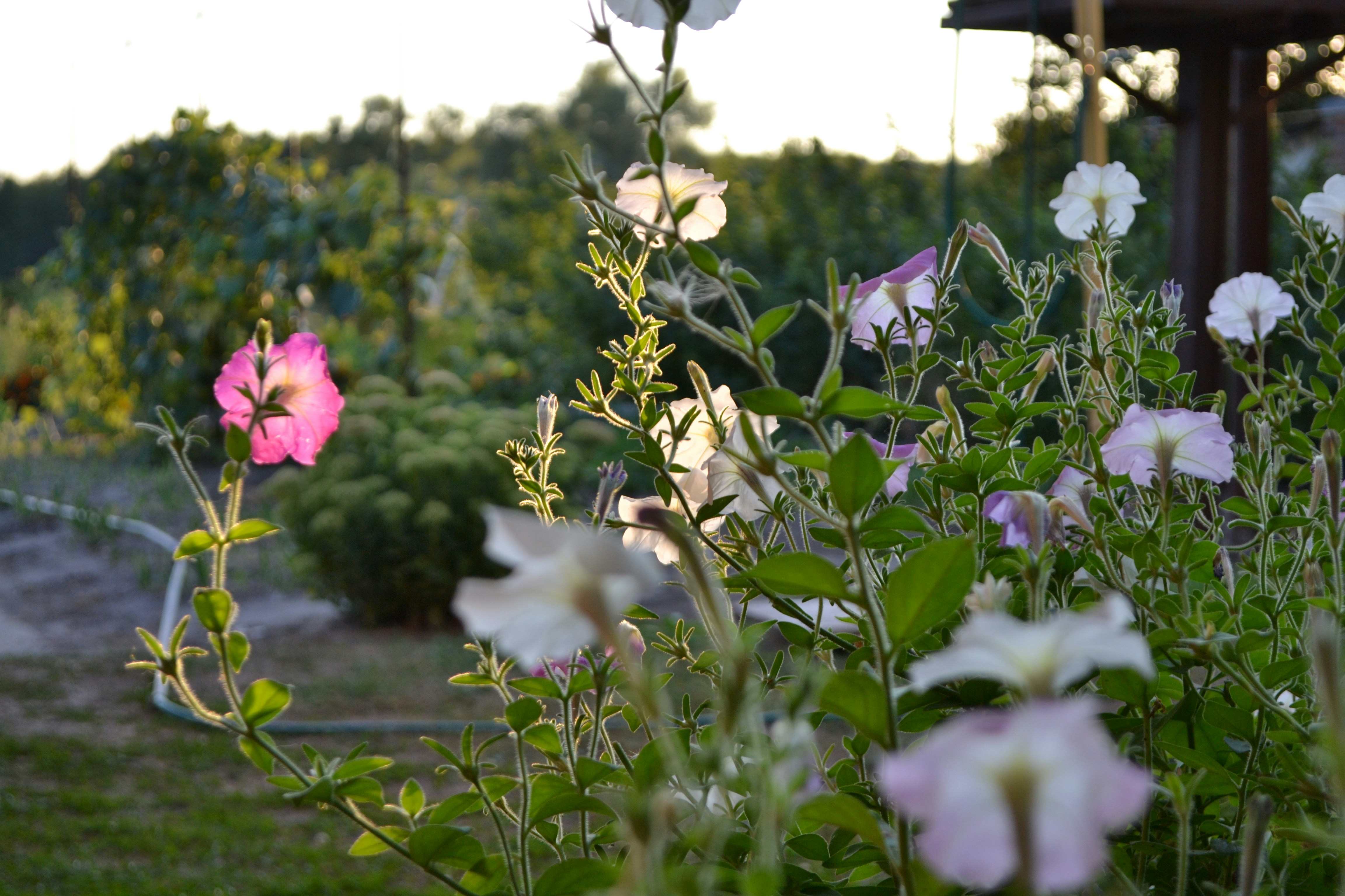 A bunch of flowers that are in the grass