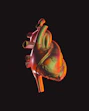 A computer generated image of a human heart
