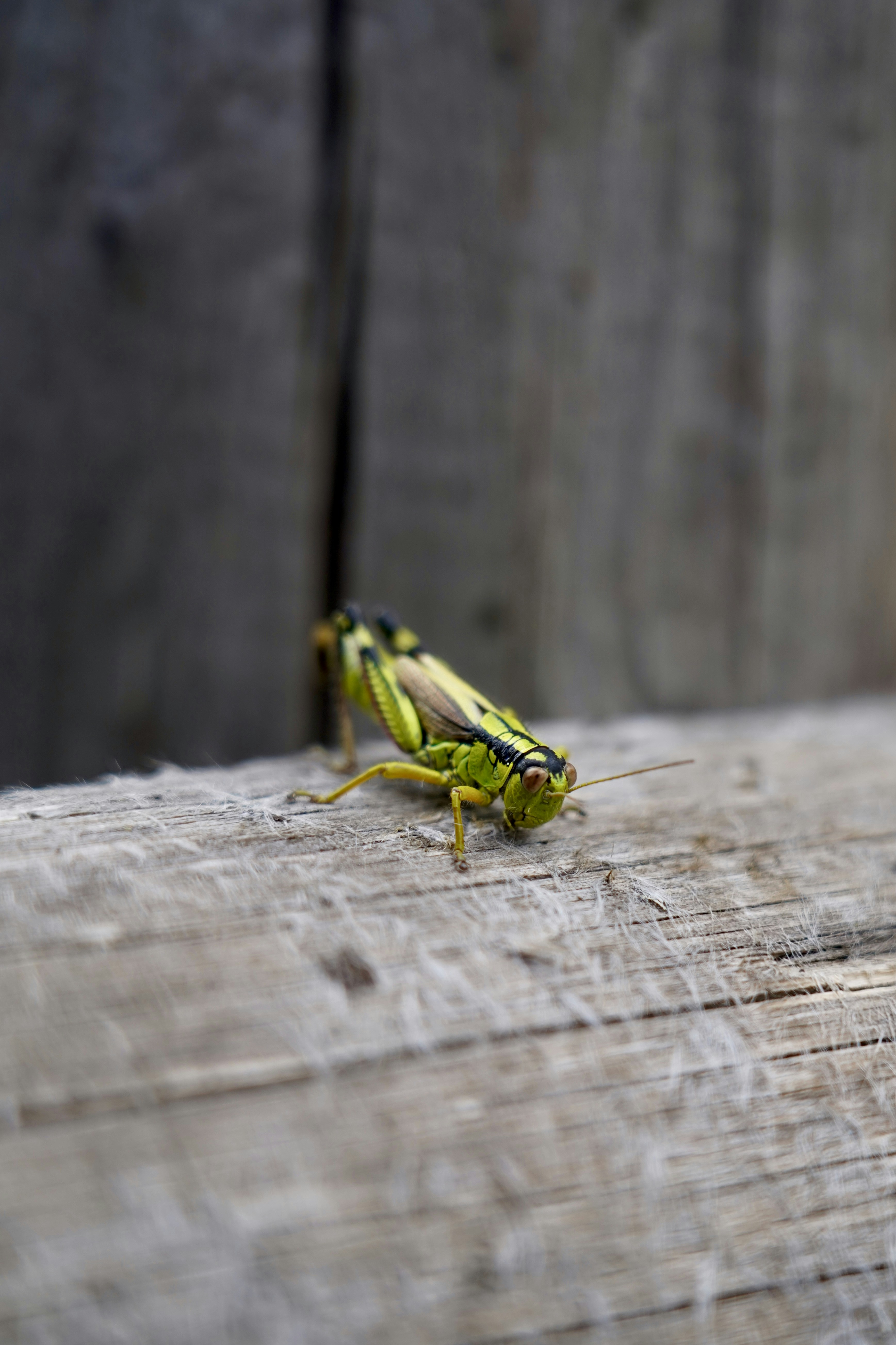 A green bug sitting on top of a wooden table