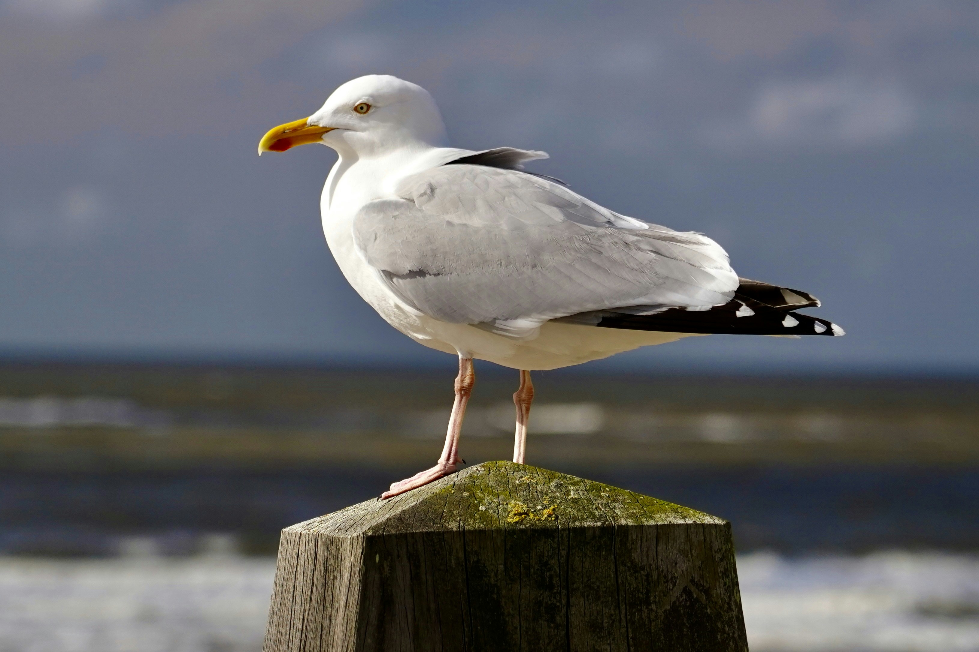 Photo by thom_reijnders