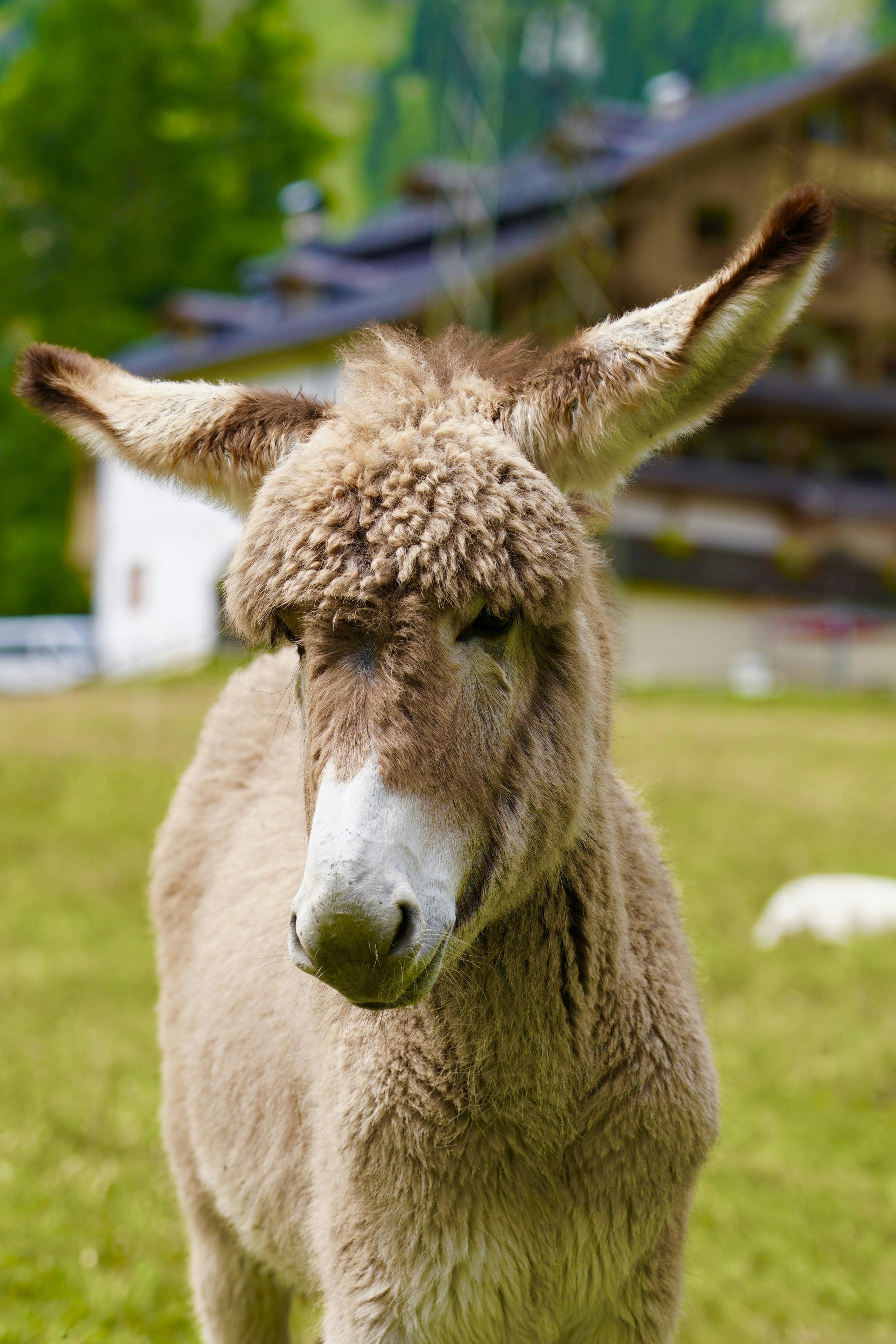 A brown and white donkey standing on top of a lush green field