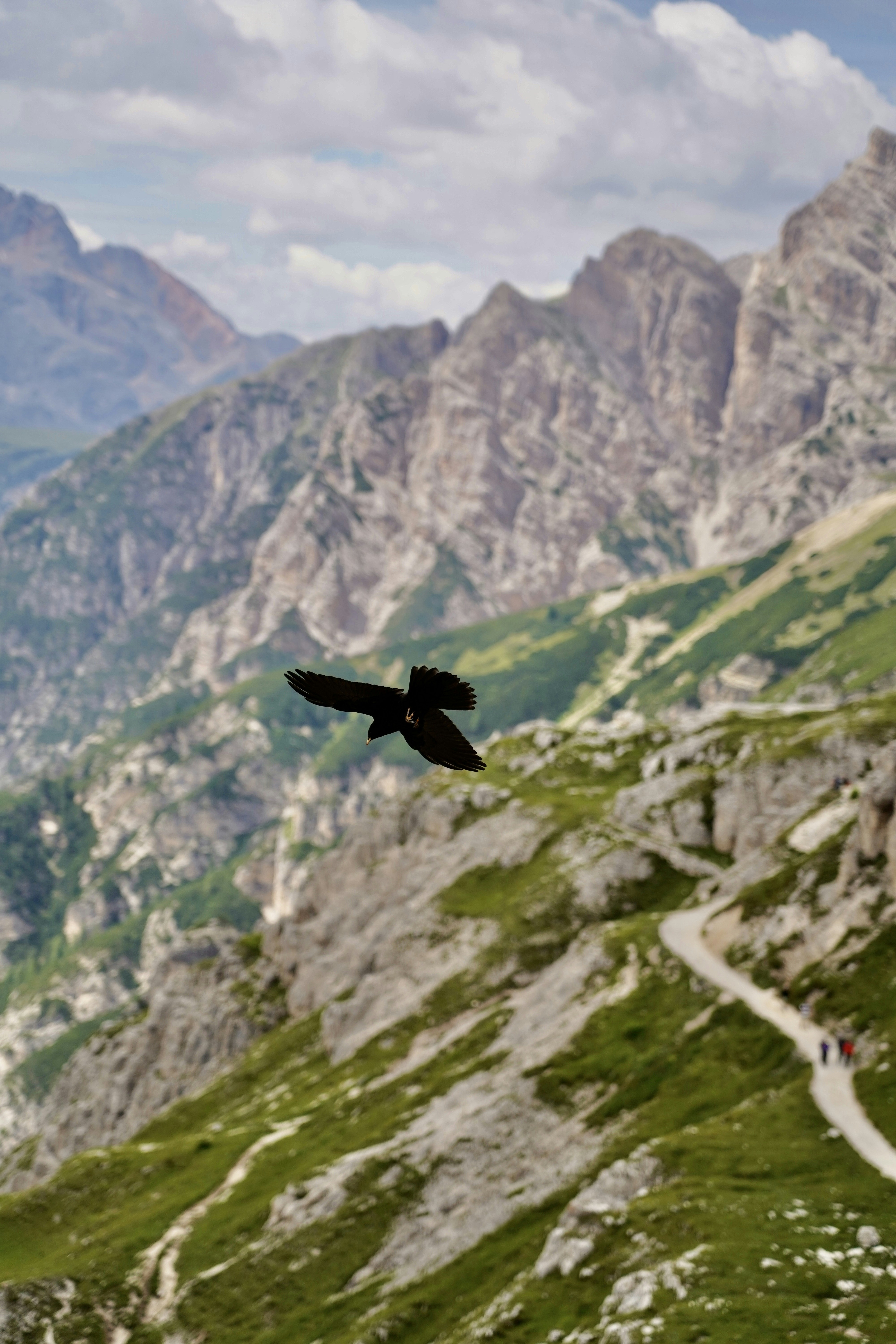 A bird flying over a lush green hillside