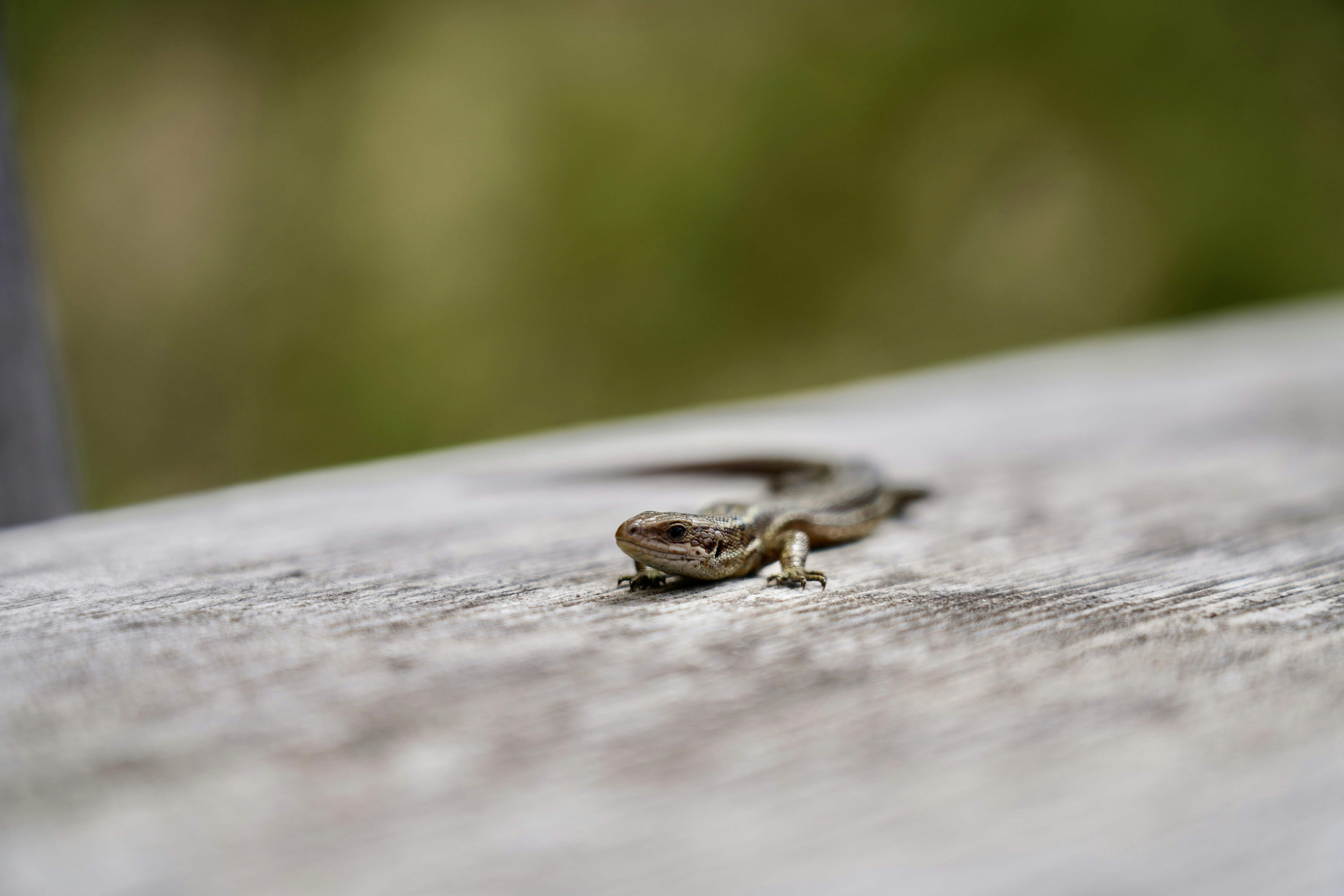 Photo by thom_reijnders