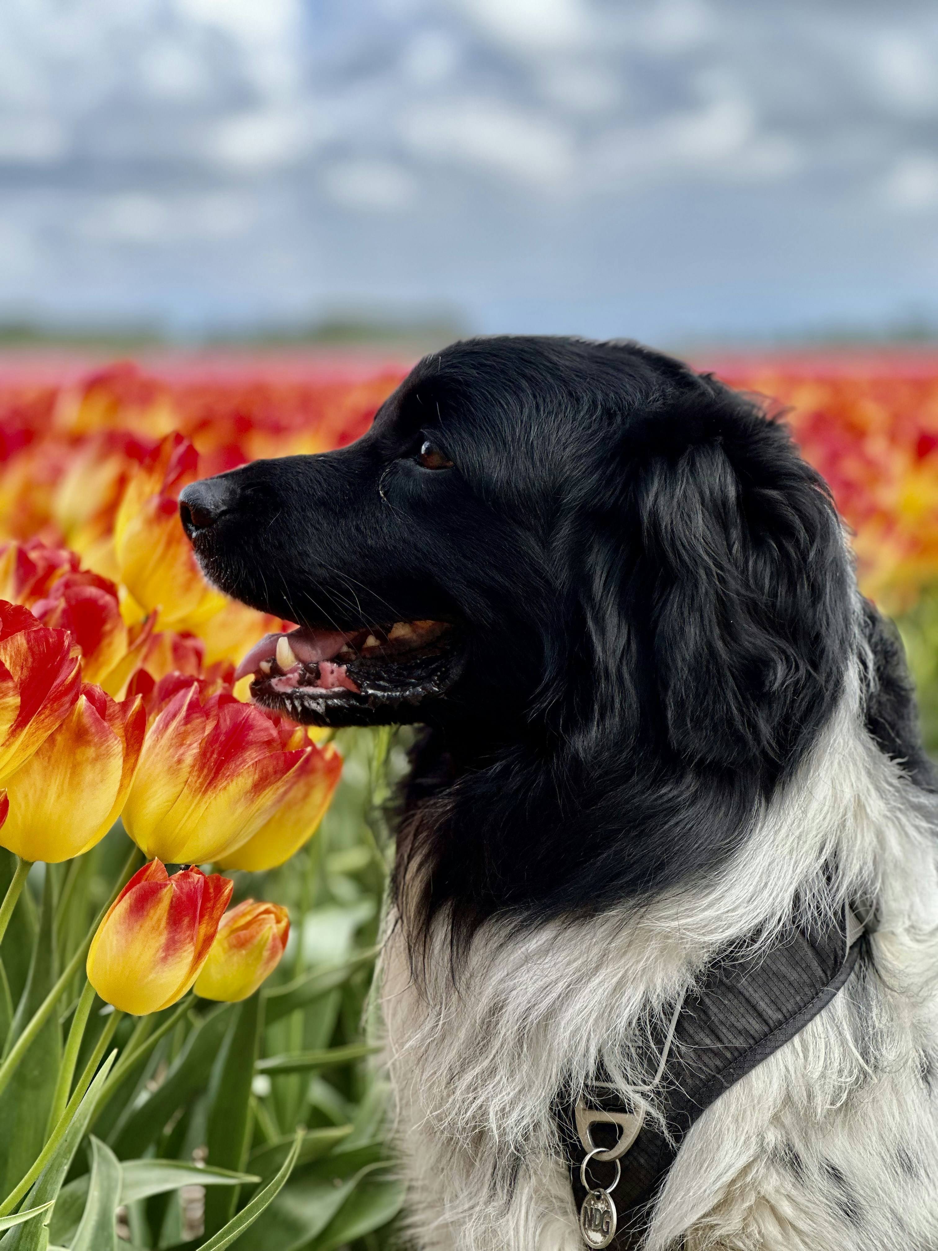 A black and white dog sitting in a field of flowers