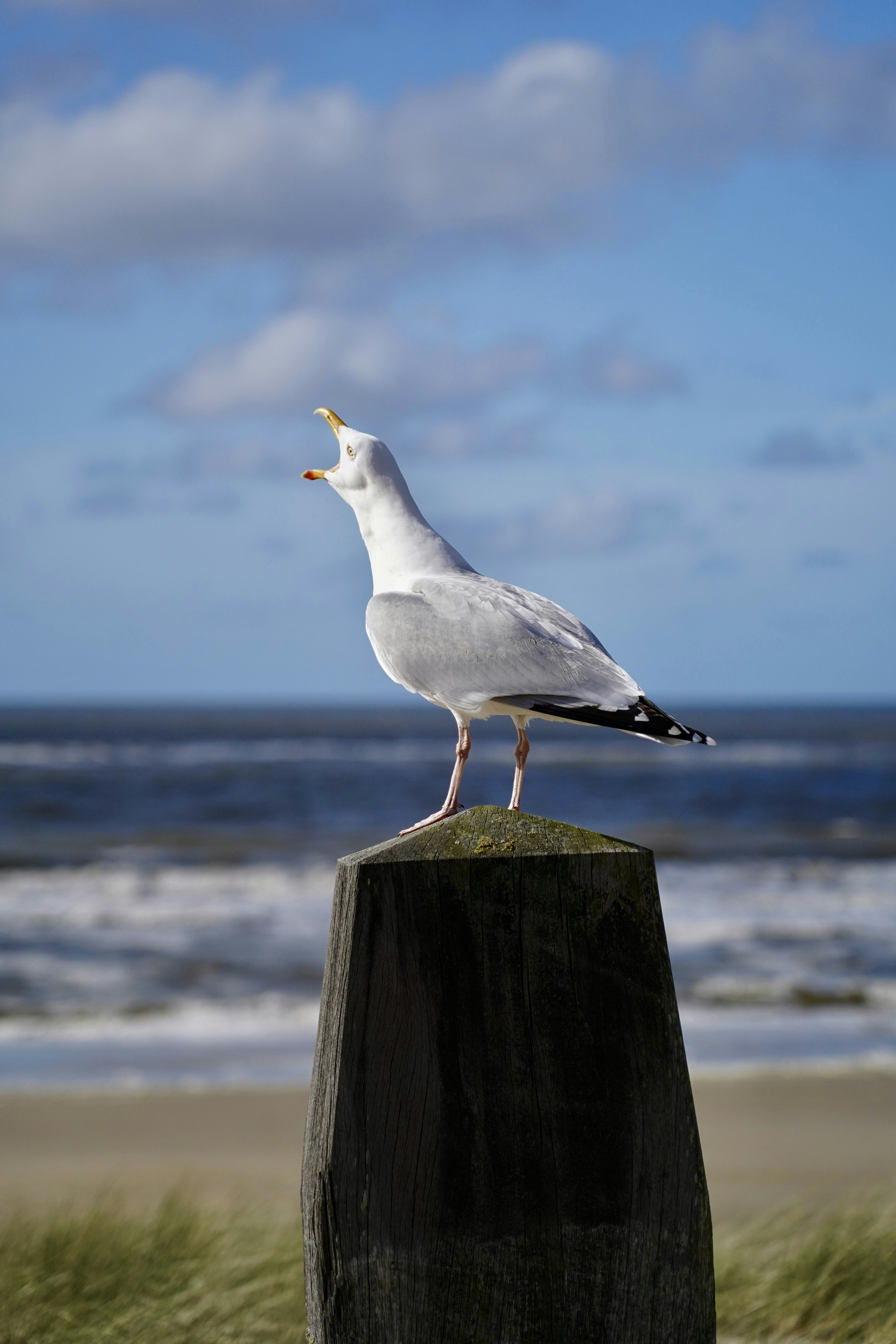 Photo by thom_reijnders