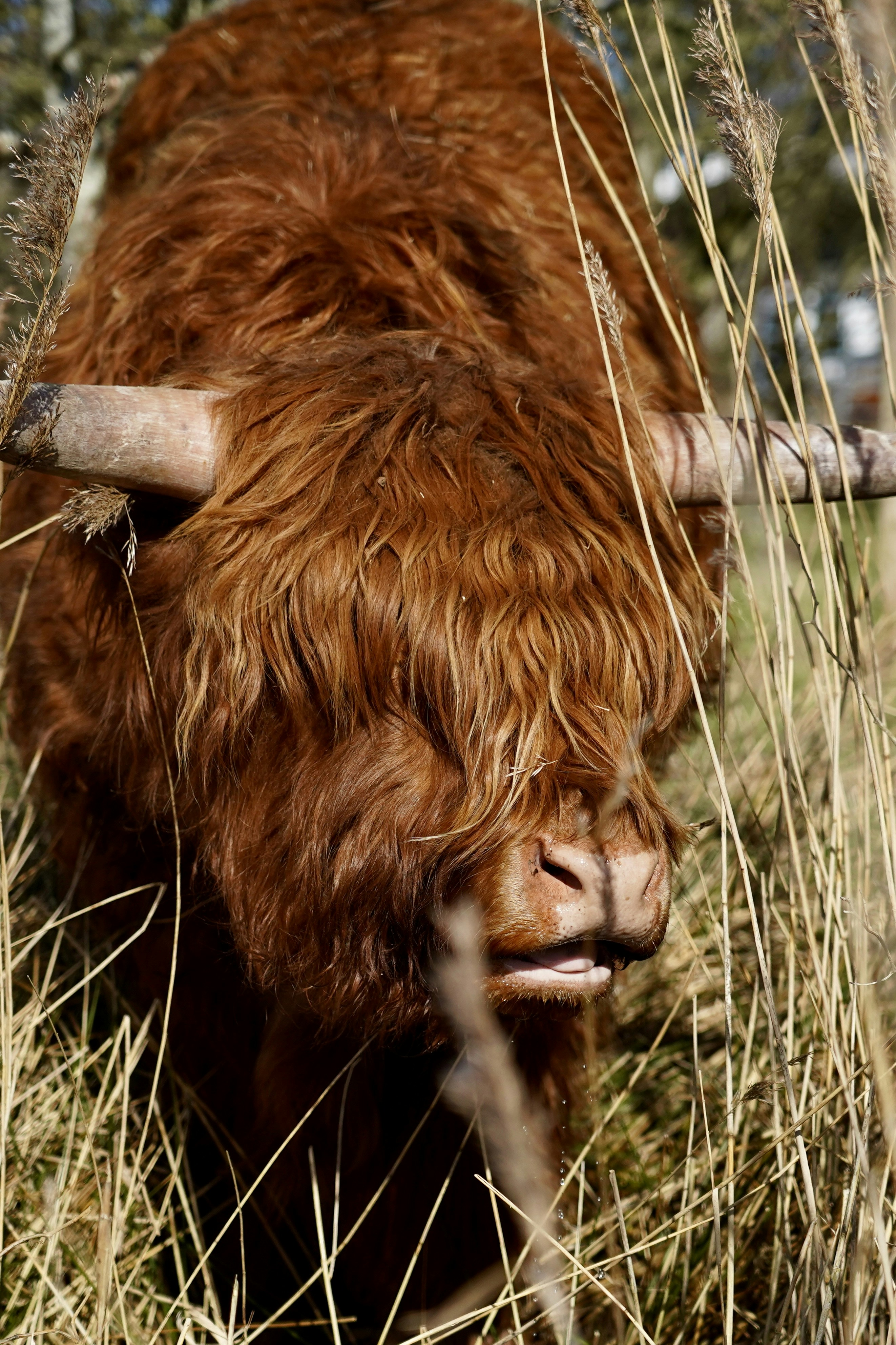 A brown cow with long horns standing in tall grass