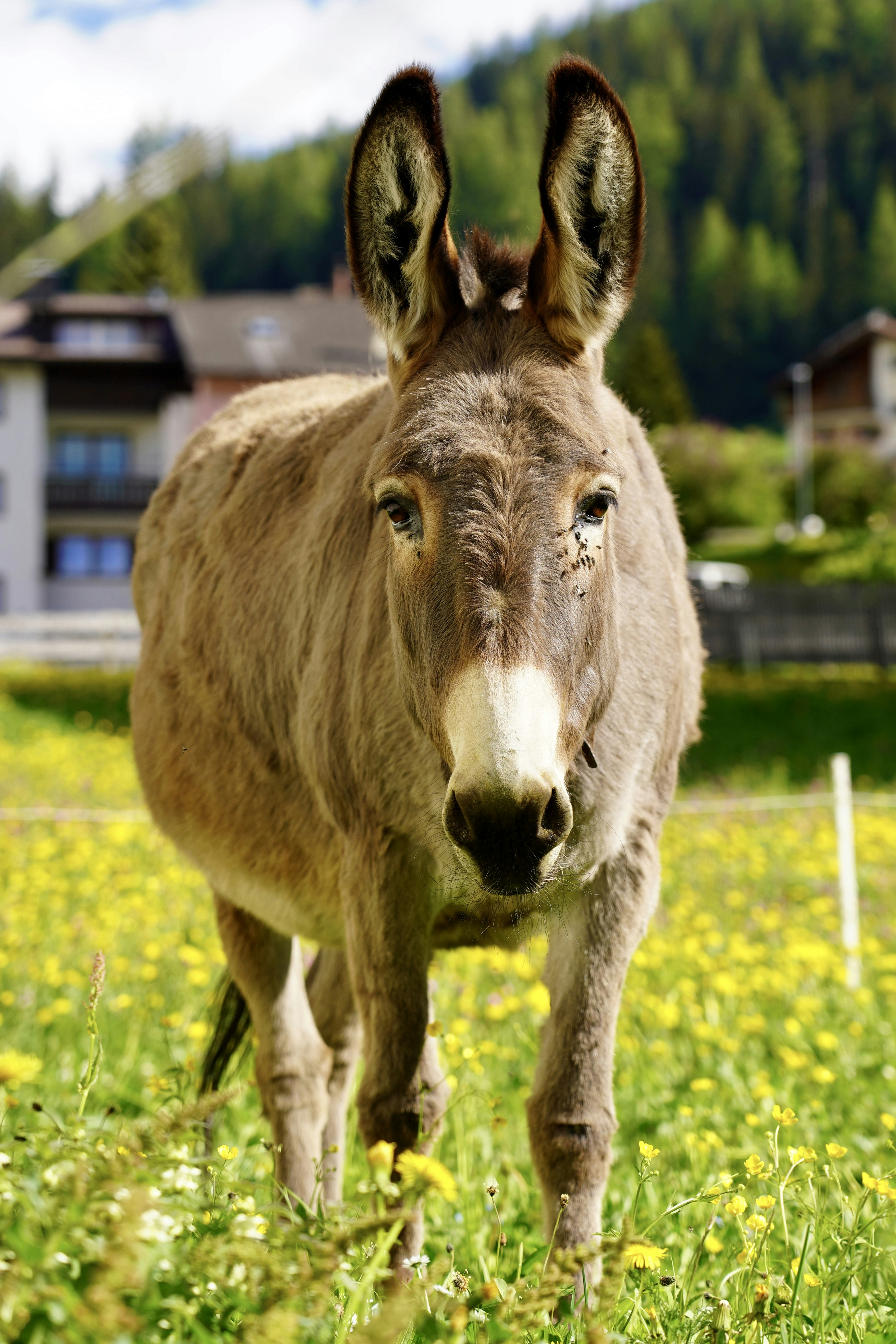 A donkey standing in the middle of a field