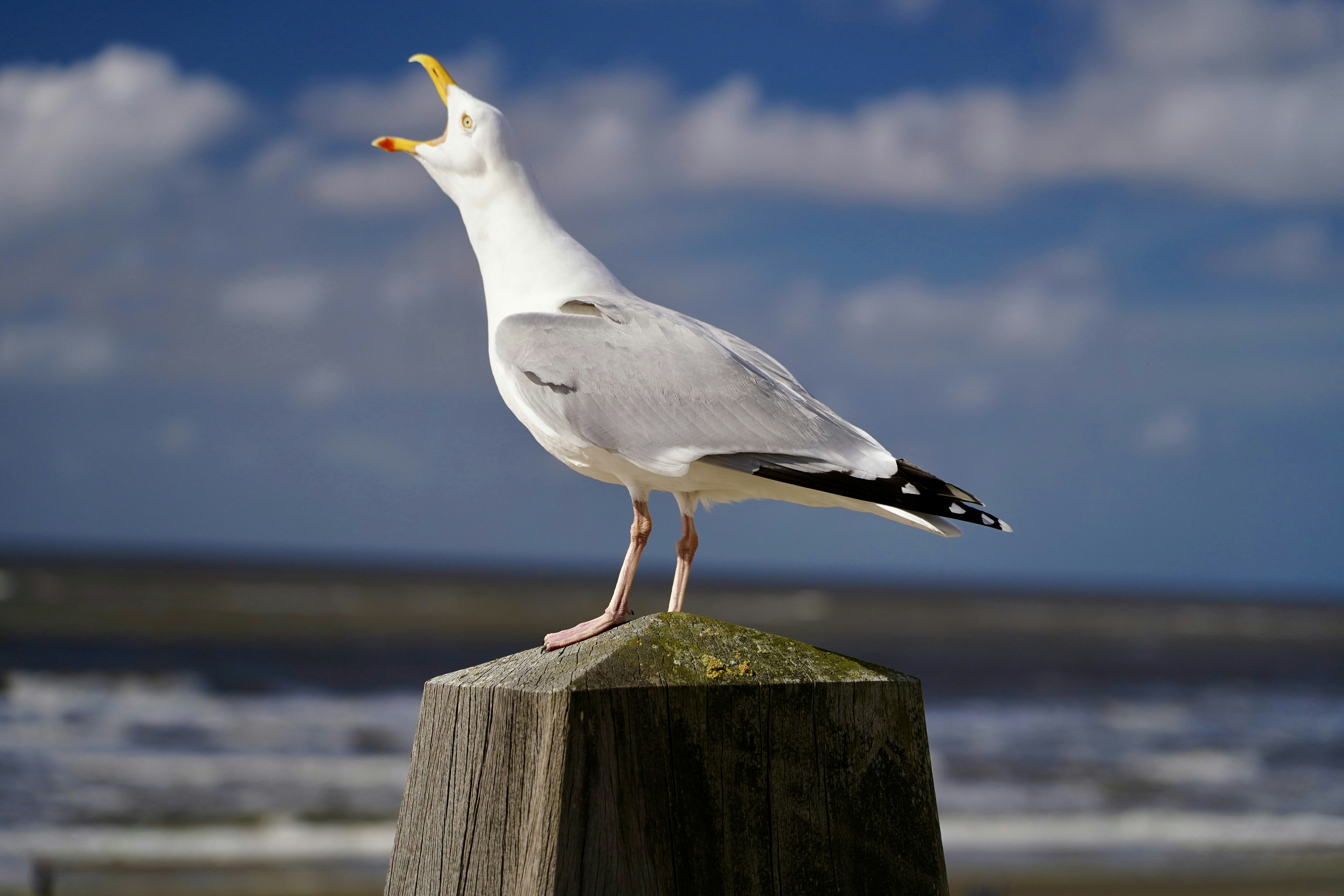 Photo by thom_reijnders