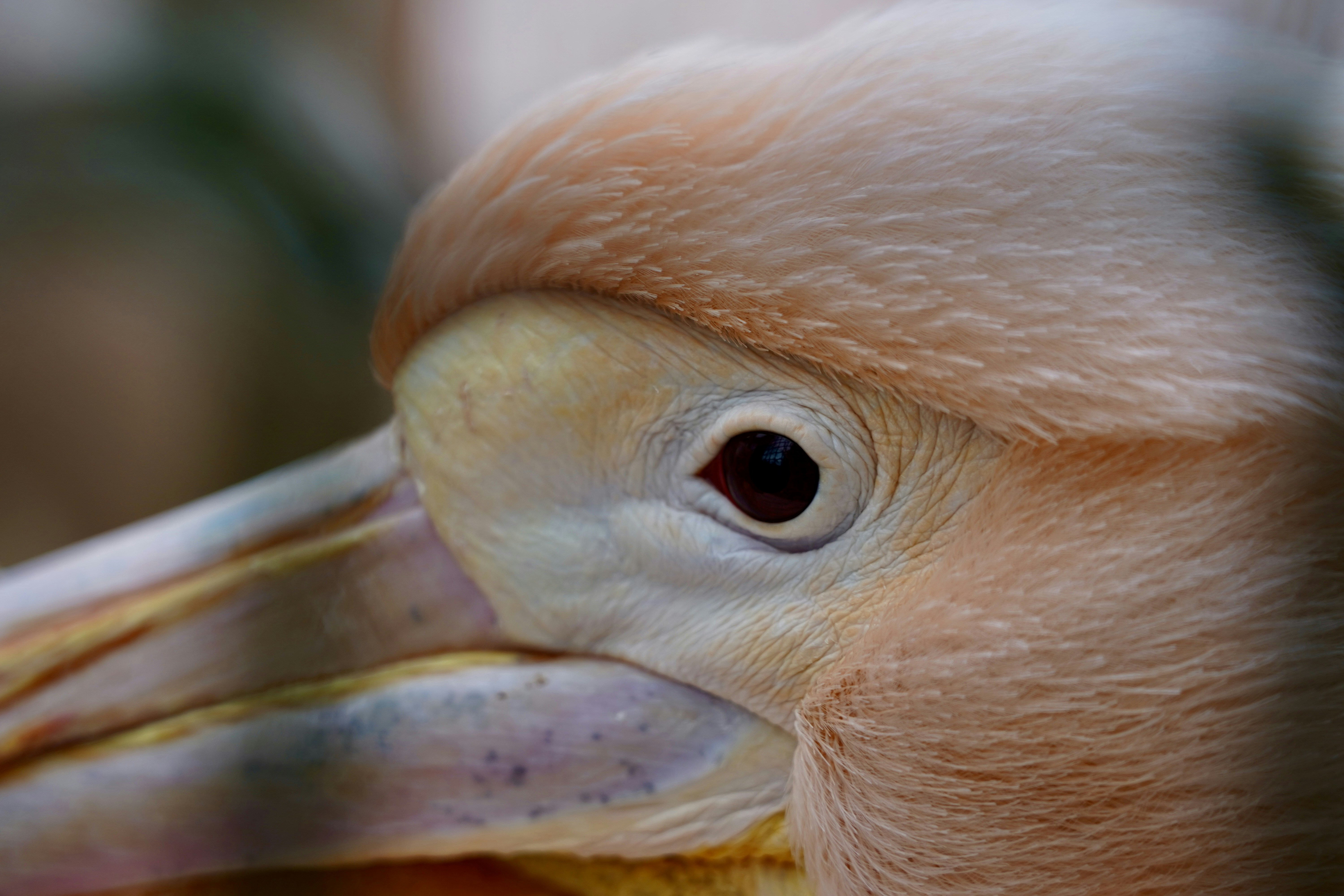A close up of a bird with a blurry background