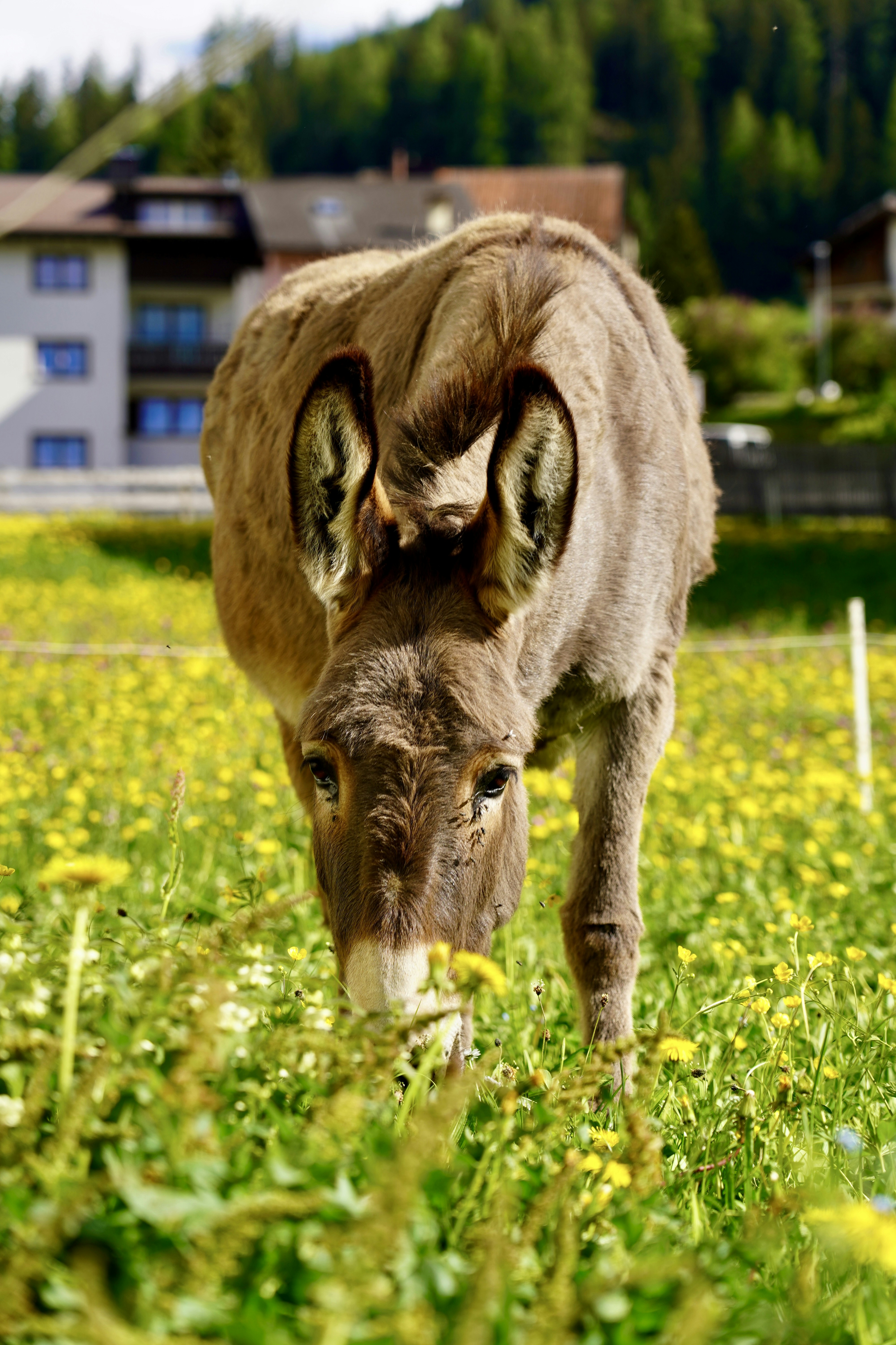 A donkey is standing in a field of flowers