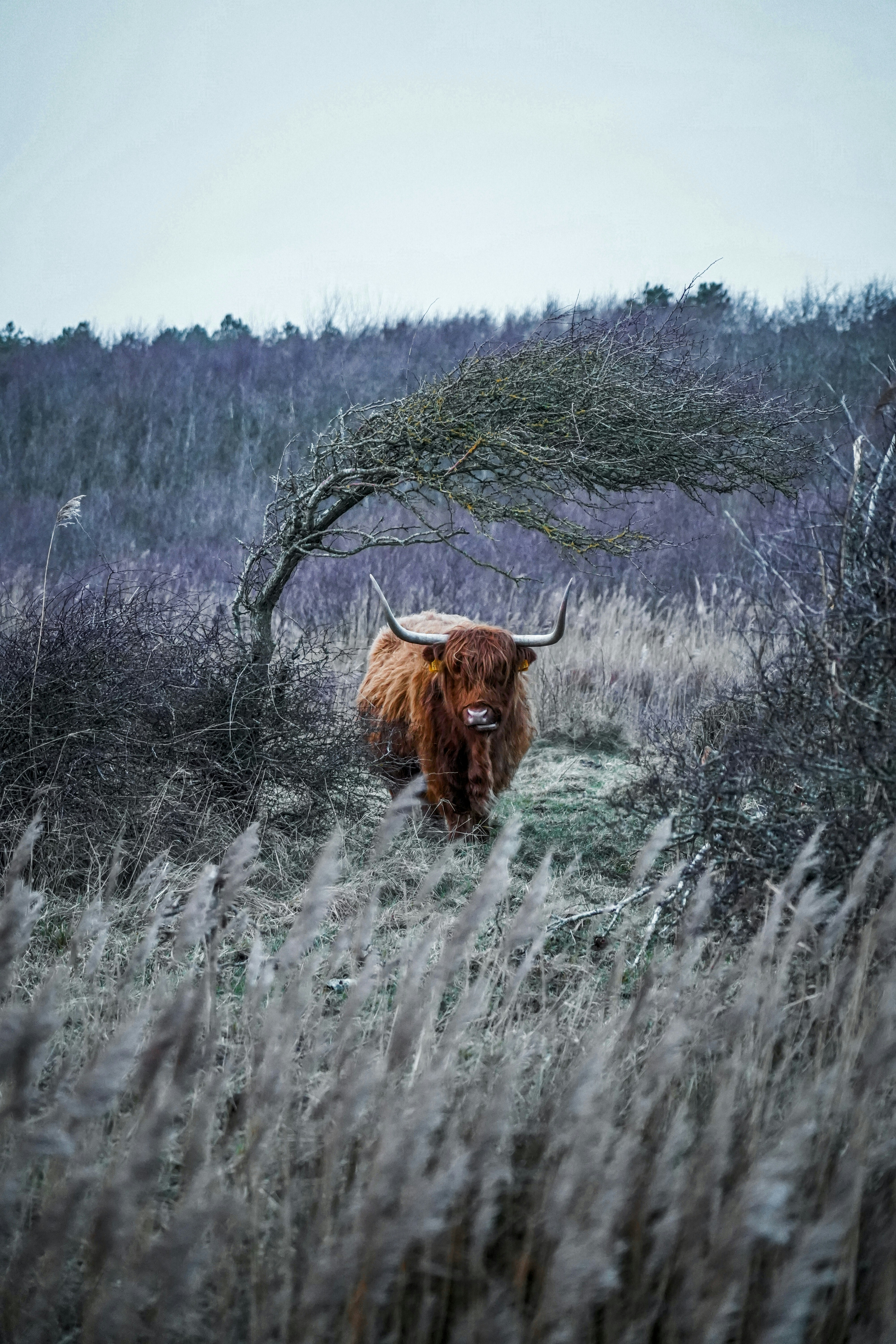 A bull standing in a field of tall grass