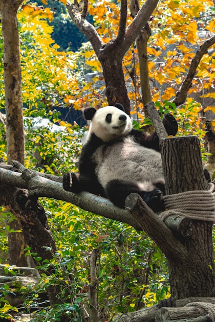 Best Time to Visit Chengdu & the Panda Base (2026)