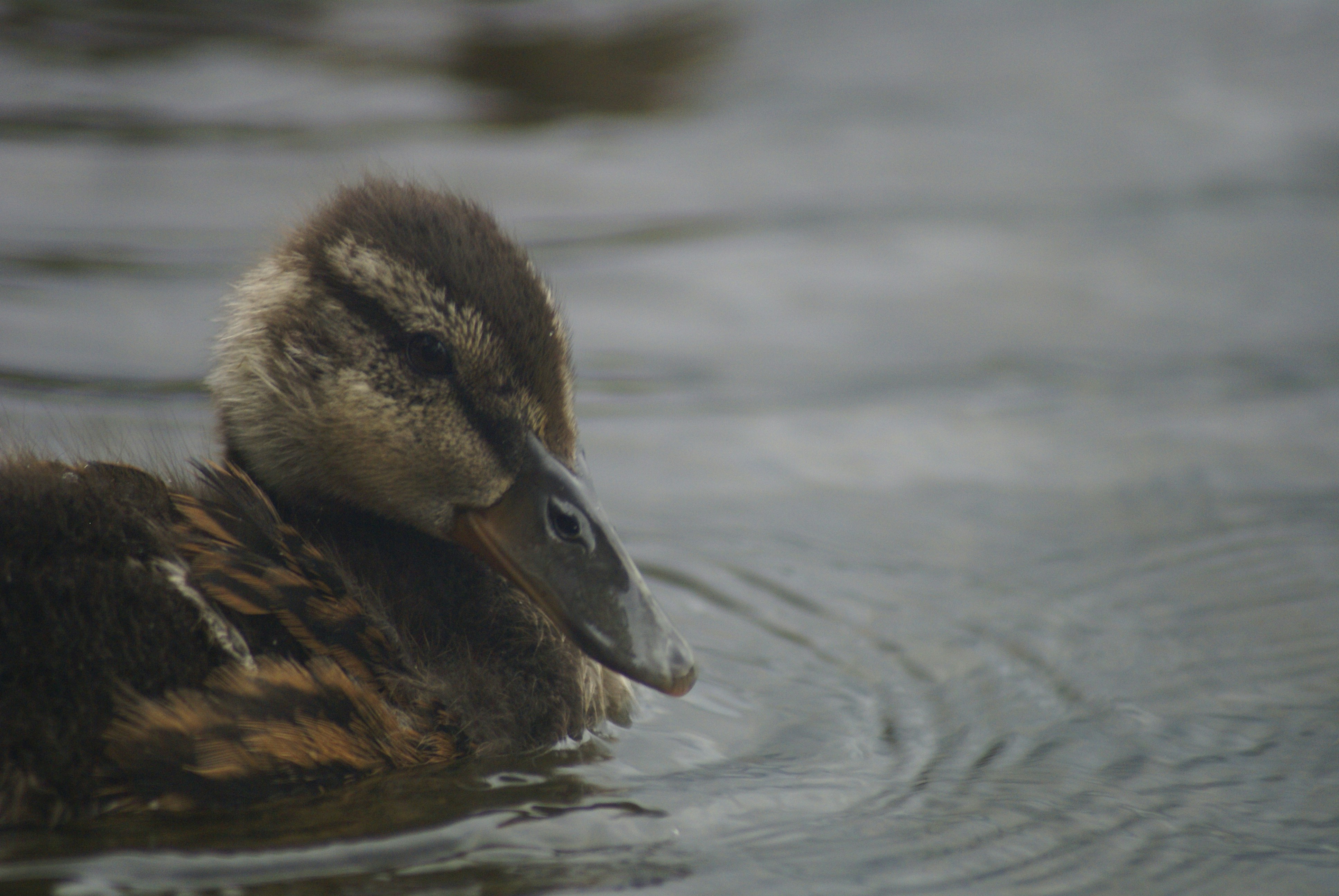 Photo by cehphotography64