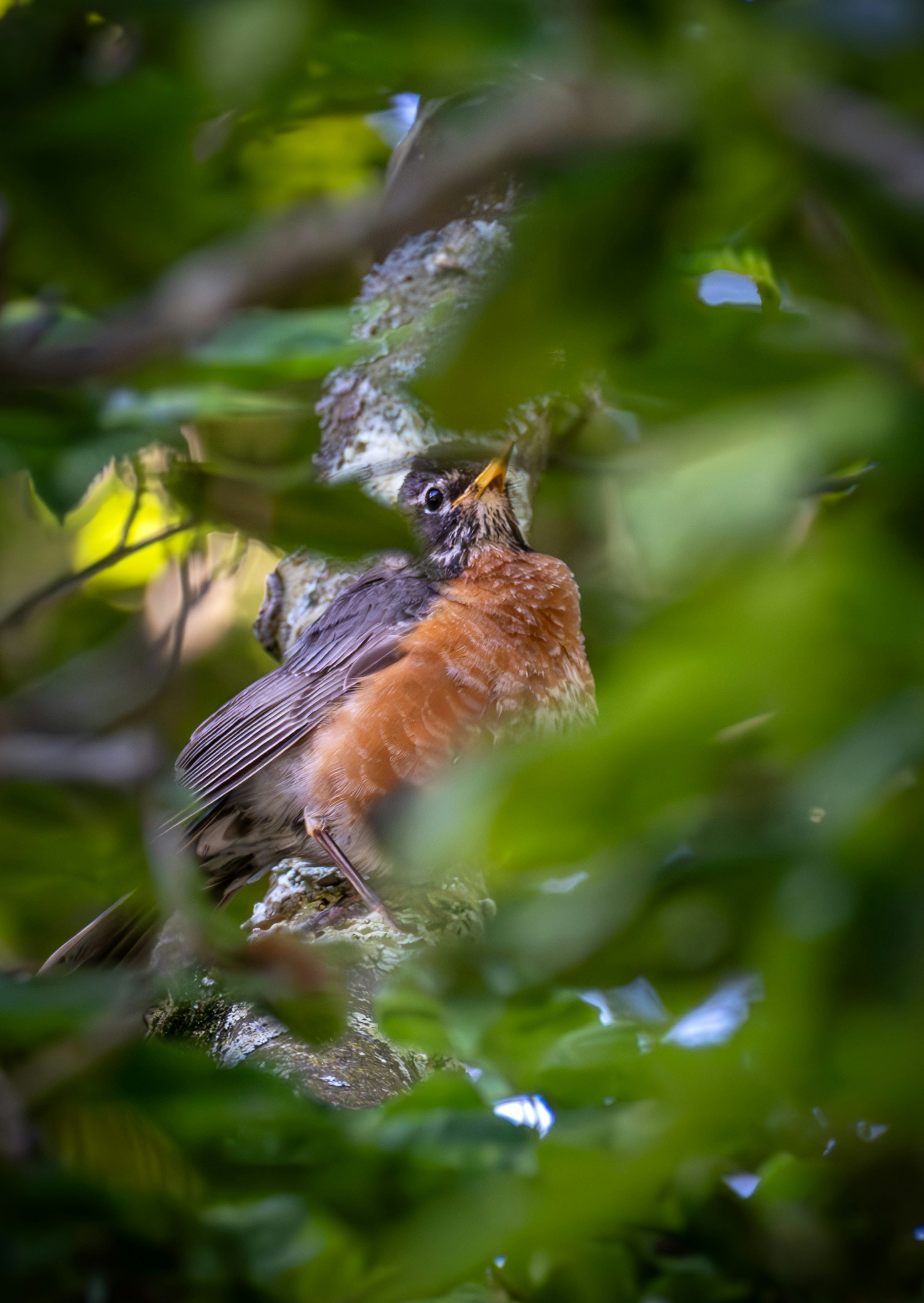 A bird is sitting in a tree branch