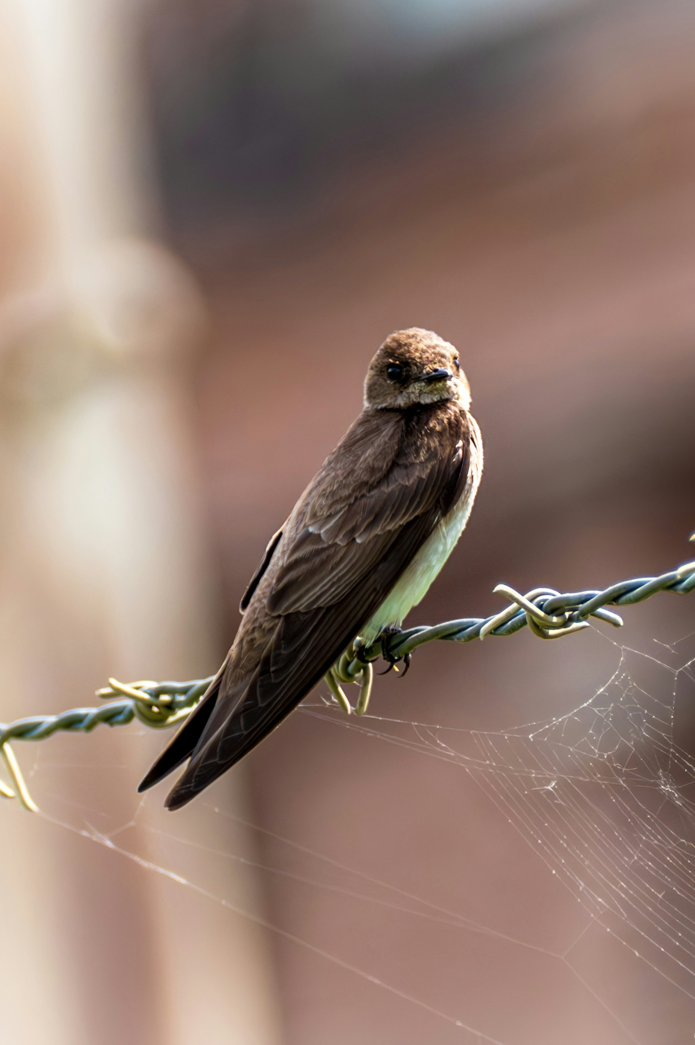 A small bird sitting on top of a barbed wire