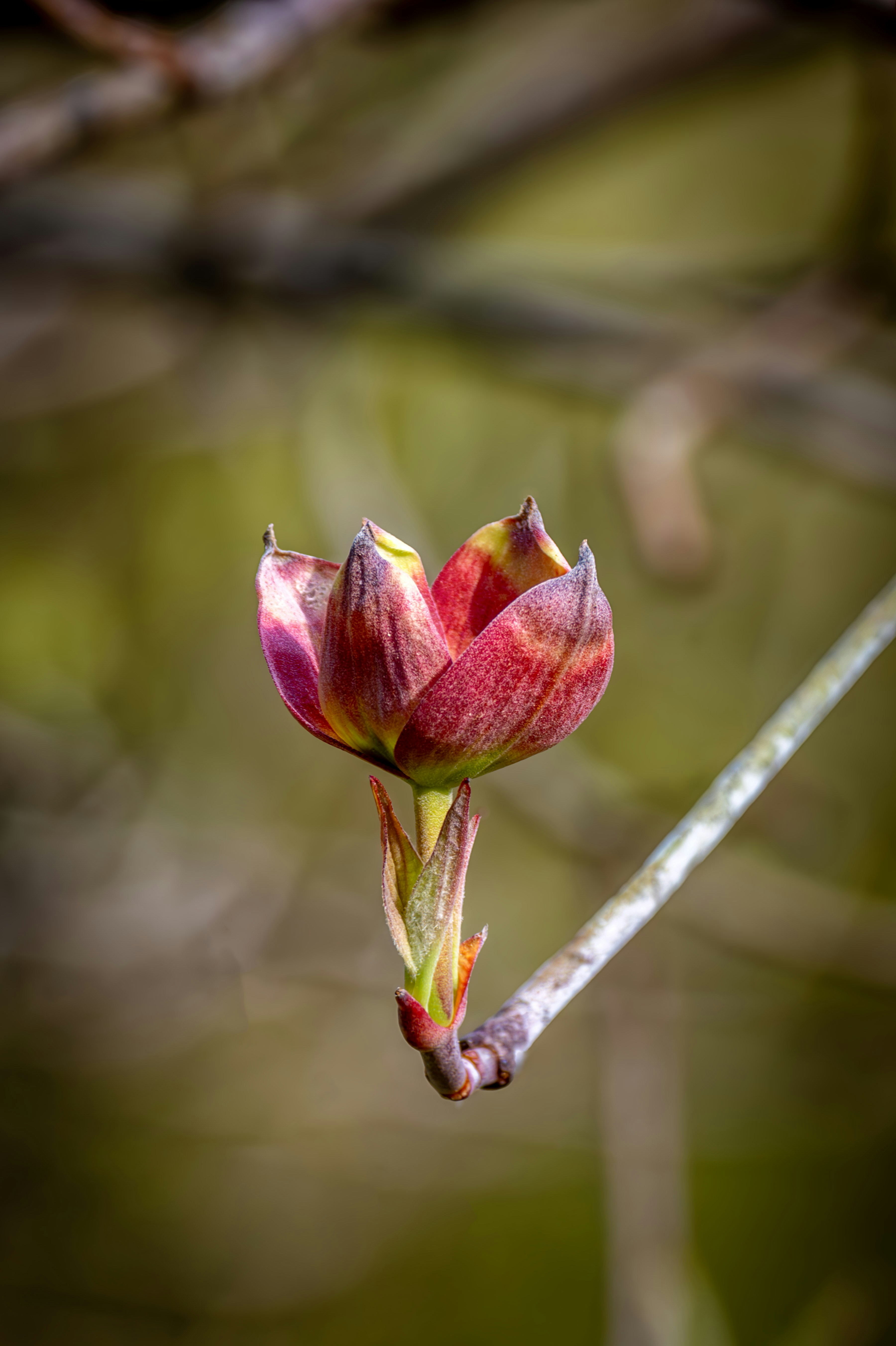 A flower bud on a tree branch in a forest