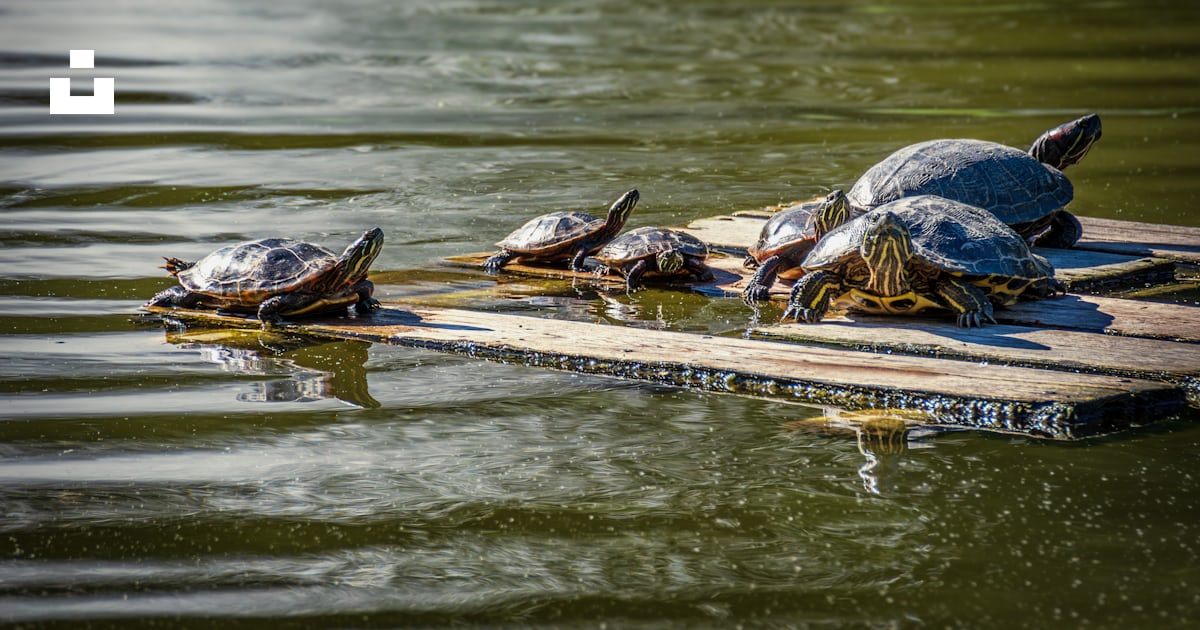A group of turtles sitting on a raft in the water photo – Free Animal ...