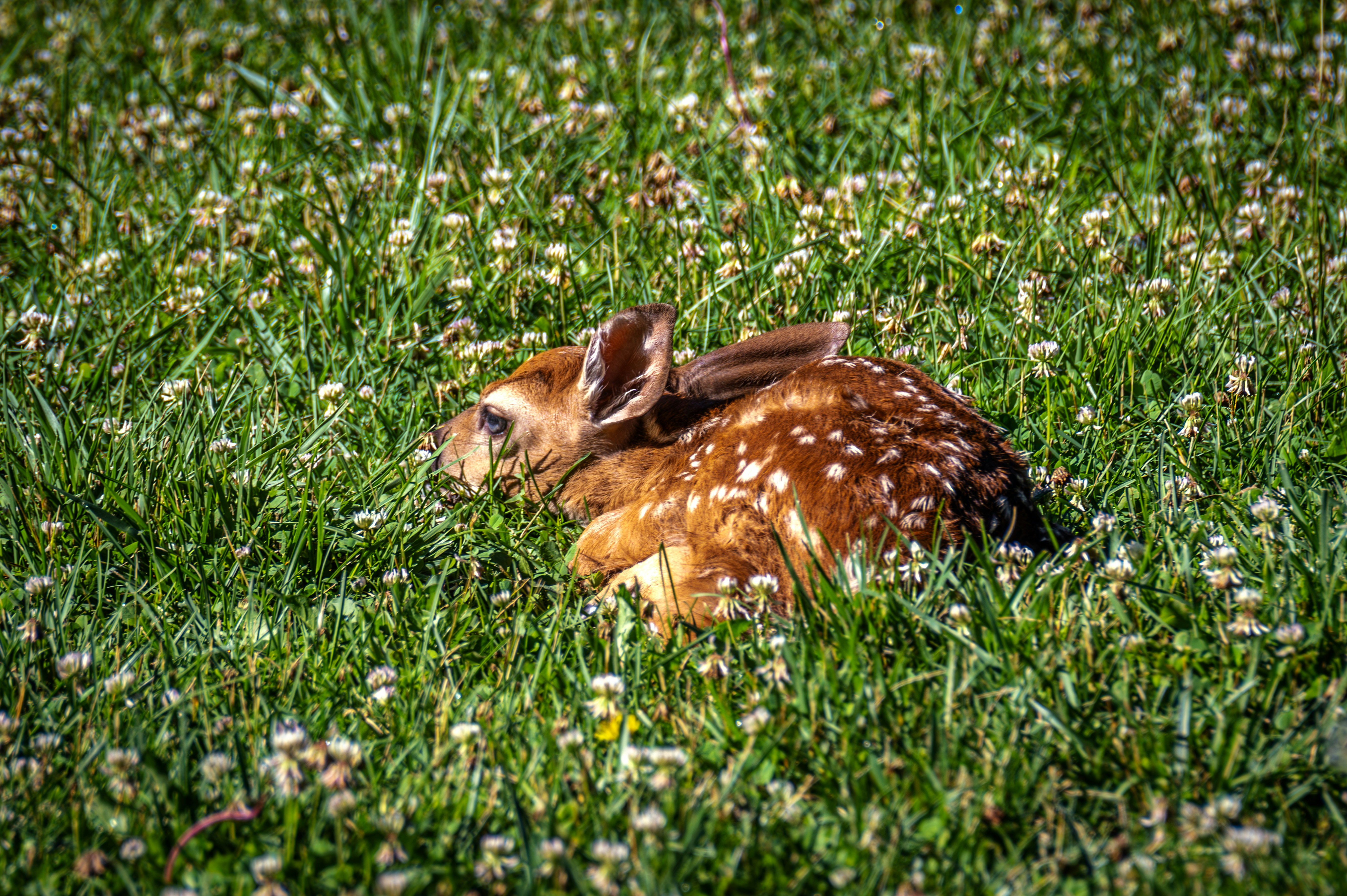 A small deer laying on top of a lush green field
