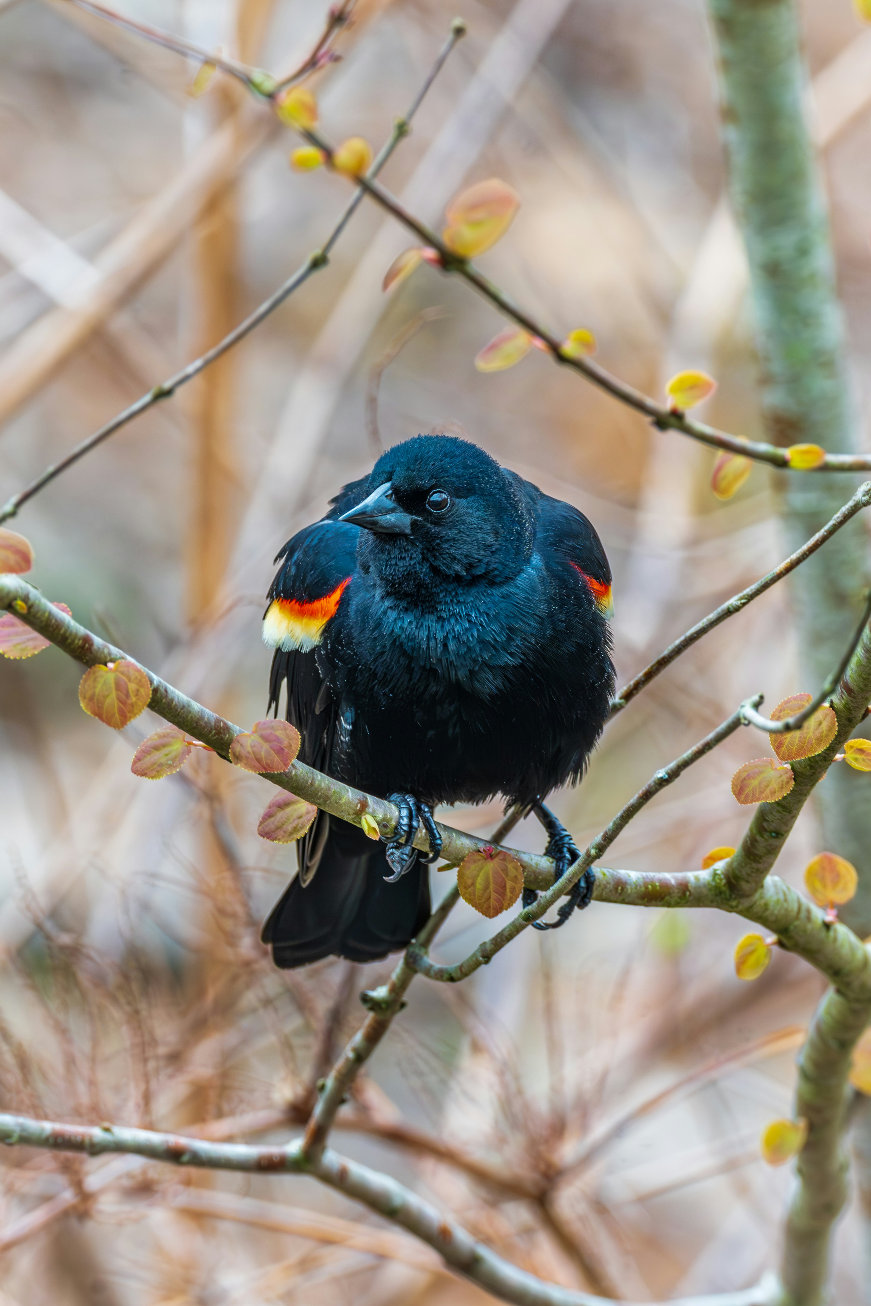 A small black bird sitting on a tree branch