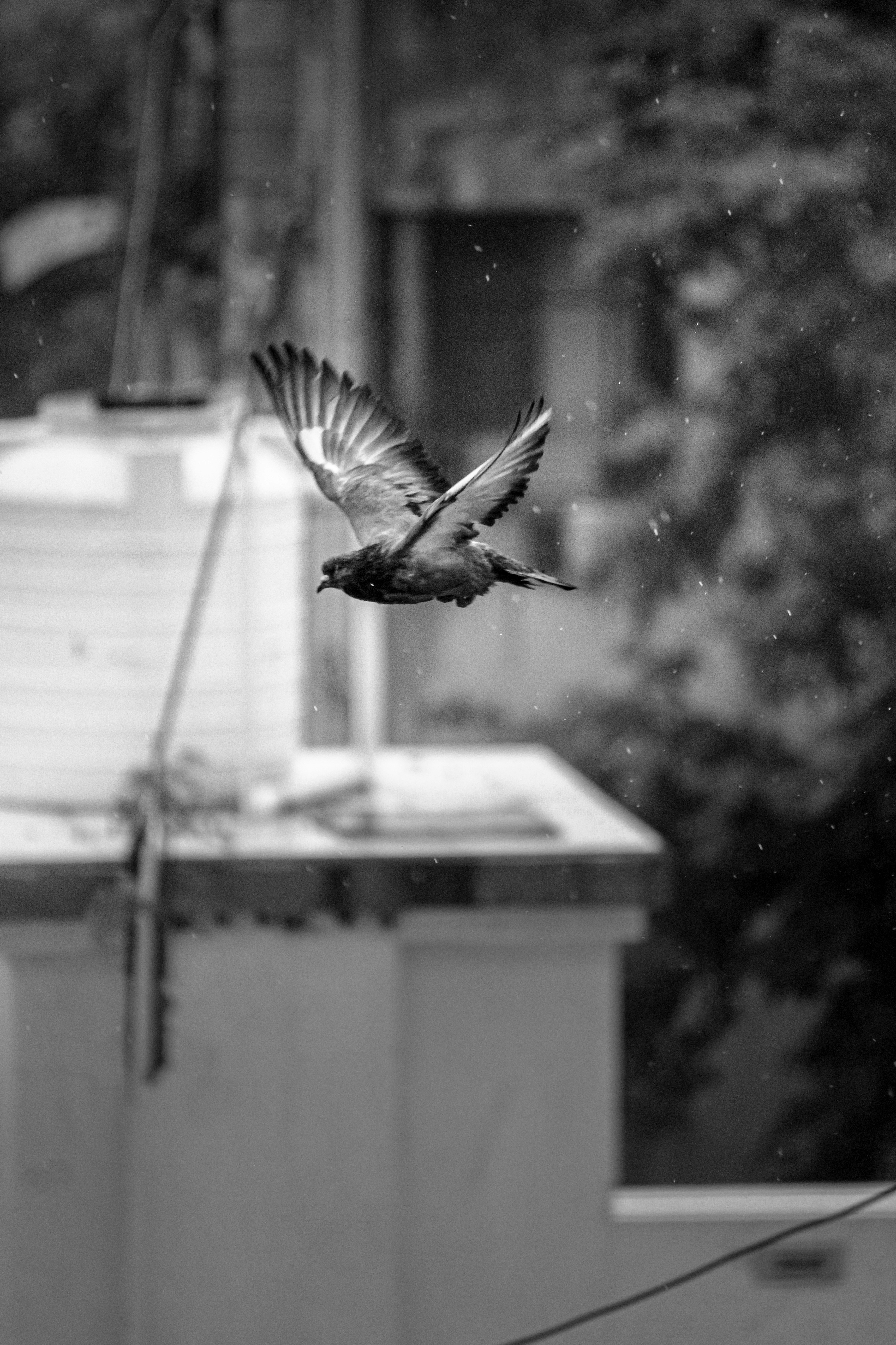 飛んでいる鳥の白黒写真