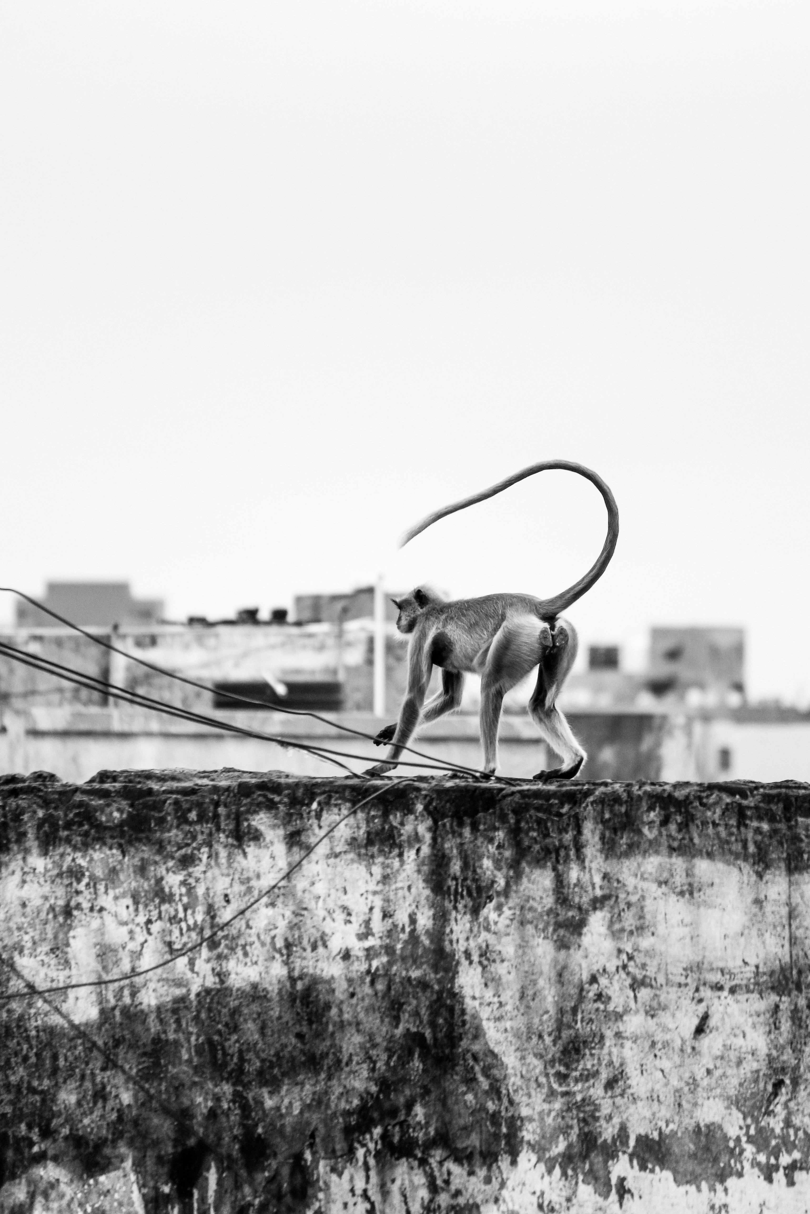 ロープを口にくわえた壁の上の猿