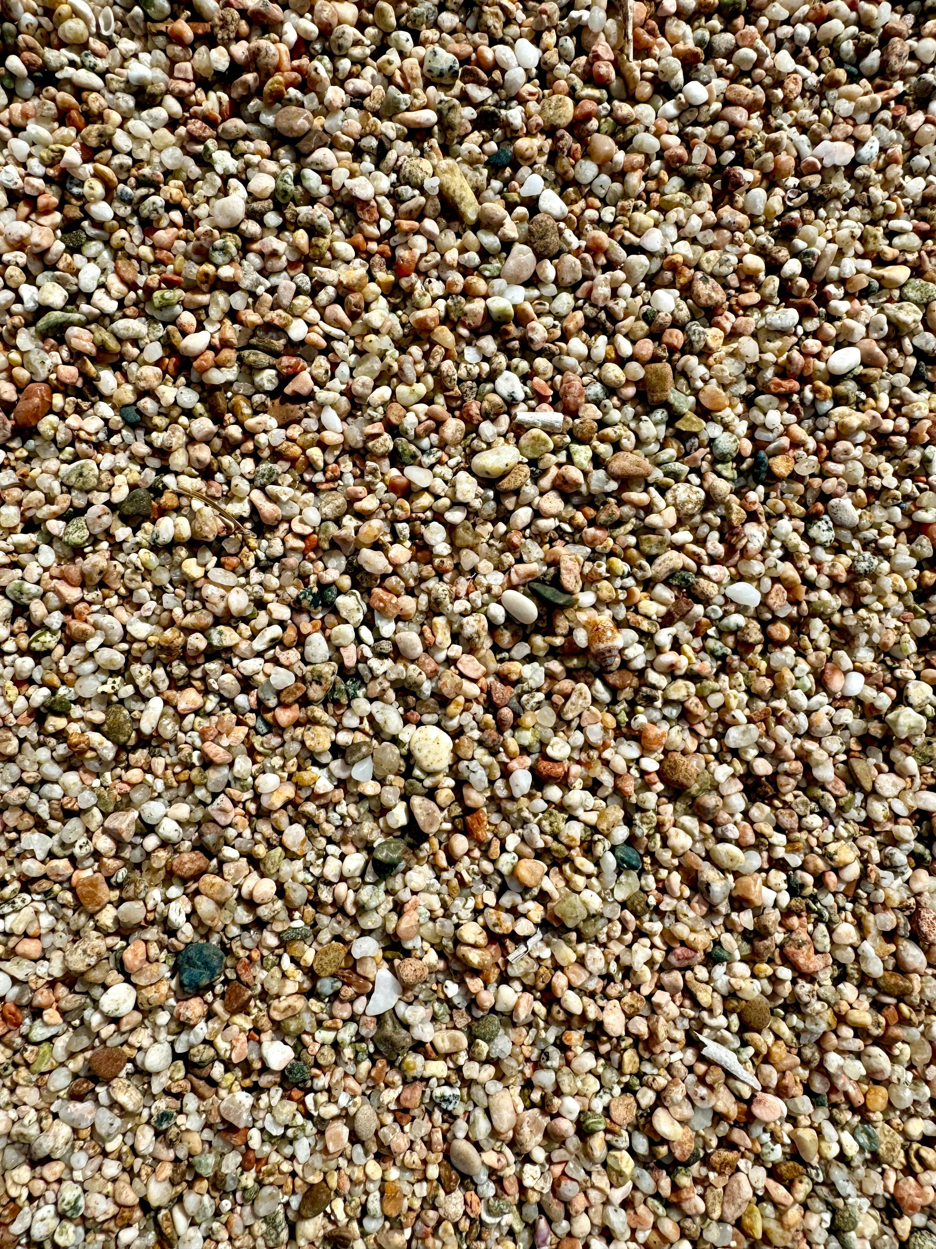 A close up of a bird on the ground